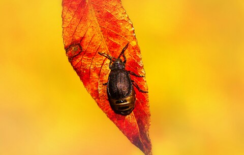 Beetle on Red Autumn Leaf