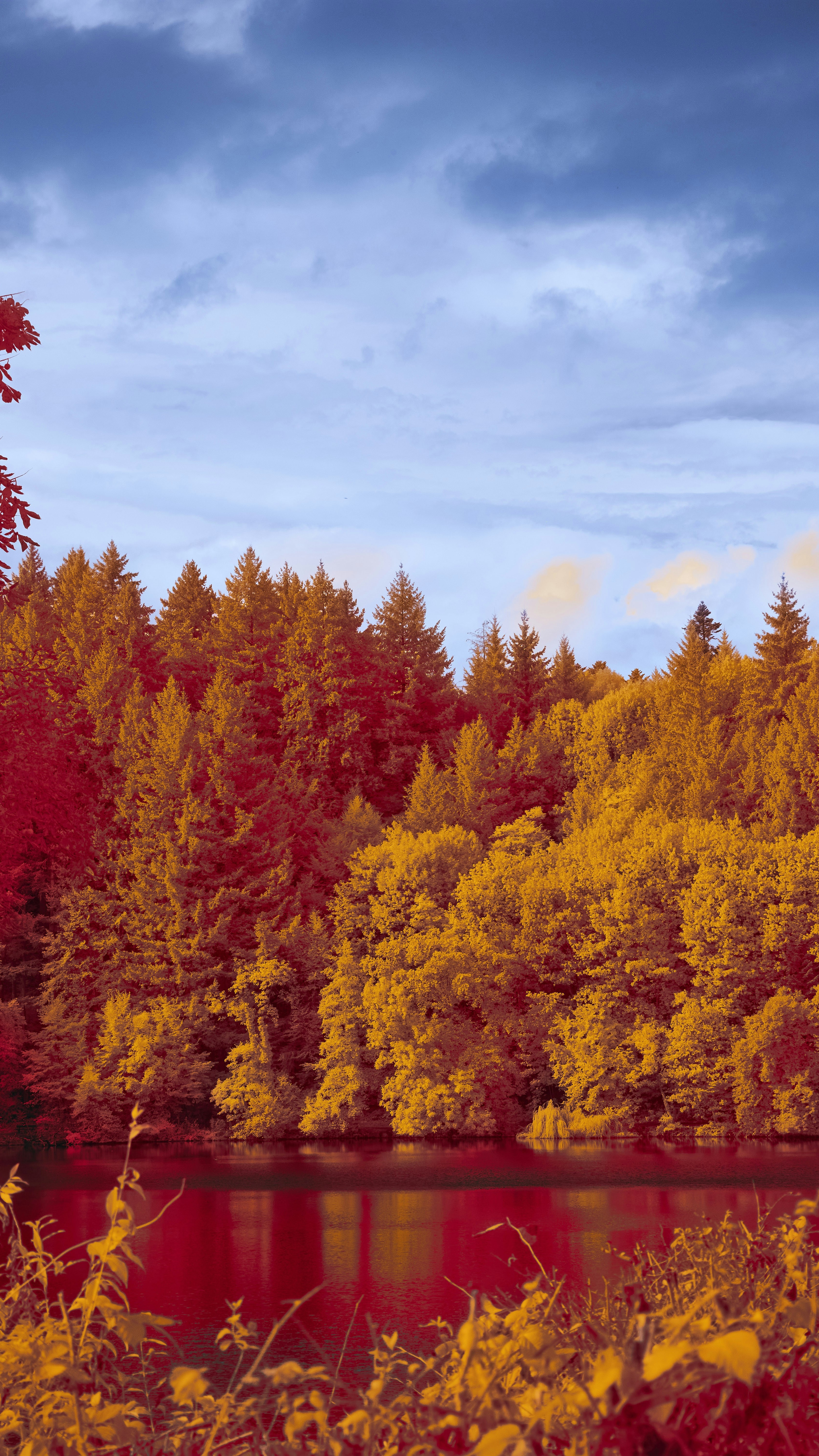 Autumn Forest by Calm Lake