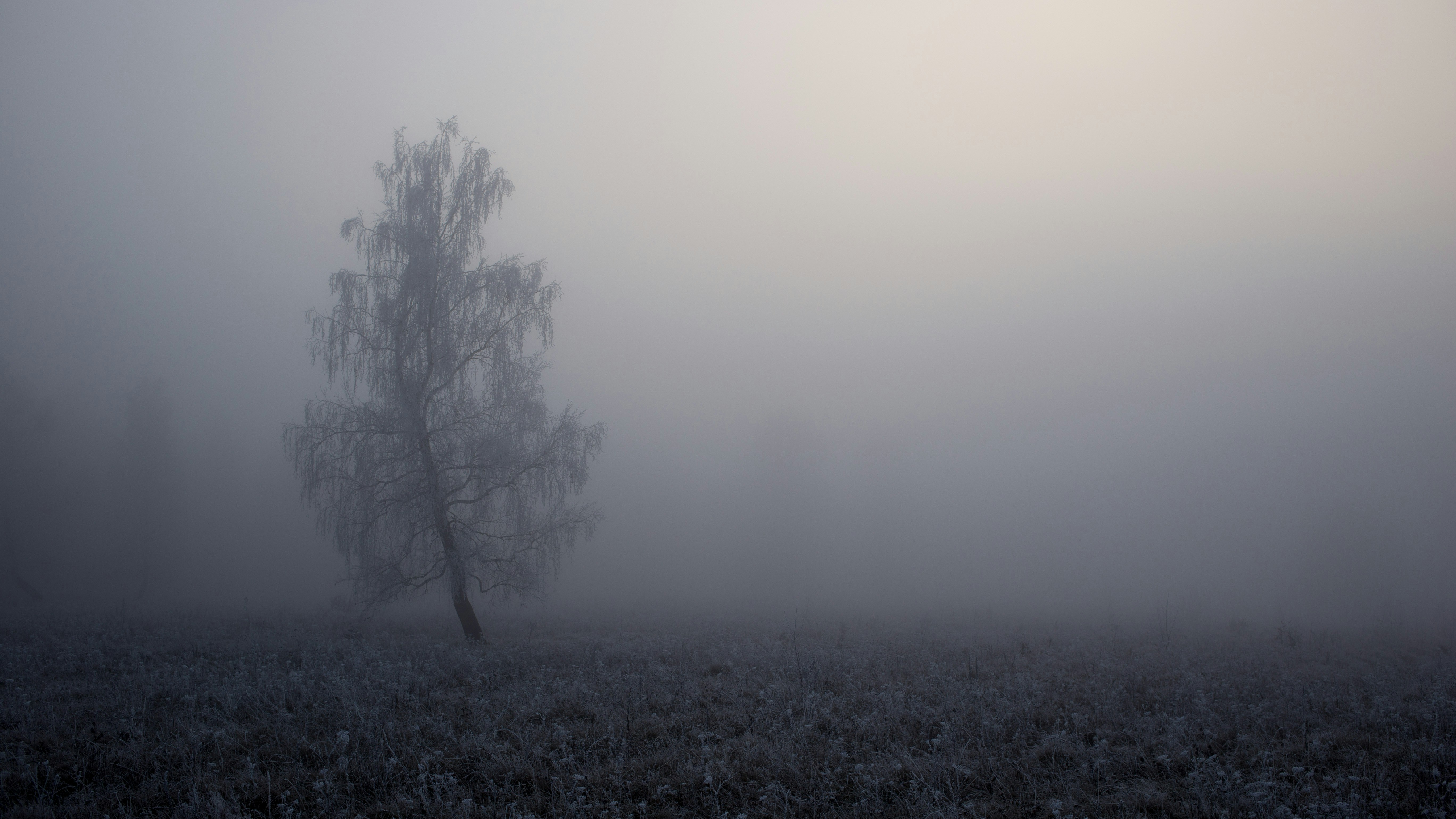 Lone Frosted Birch in Foggy Meadow