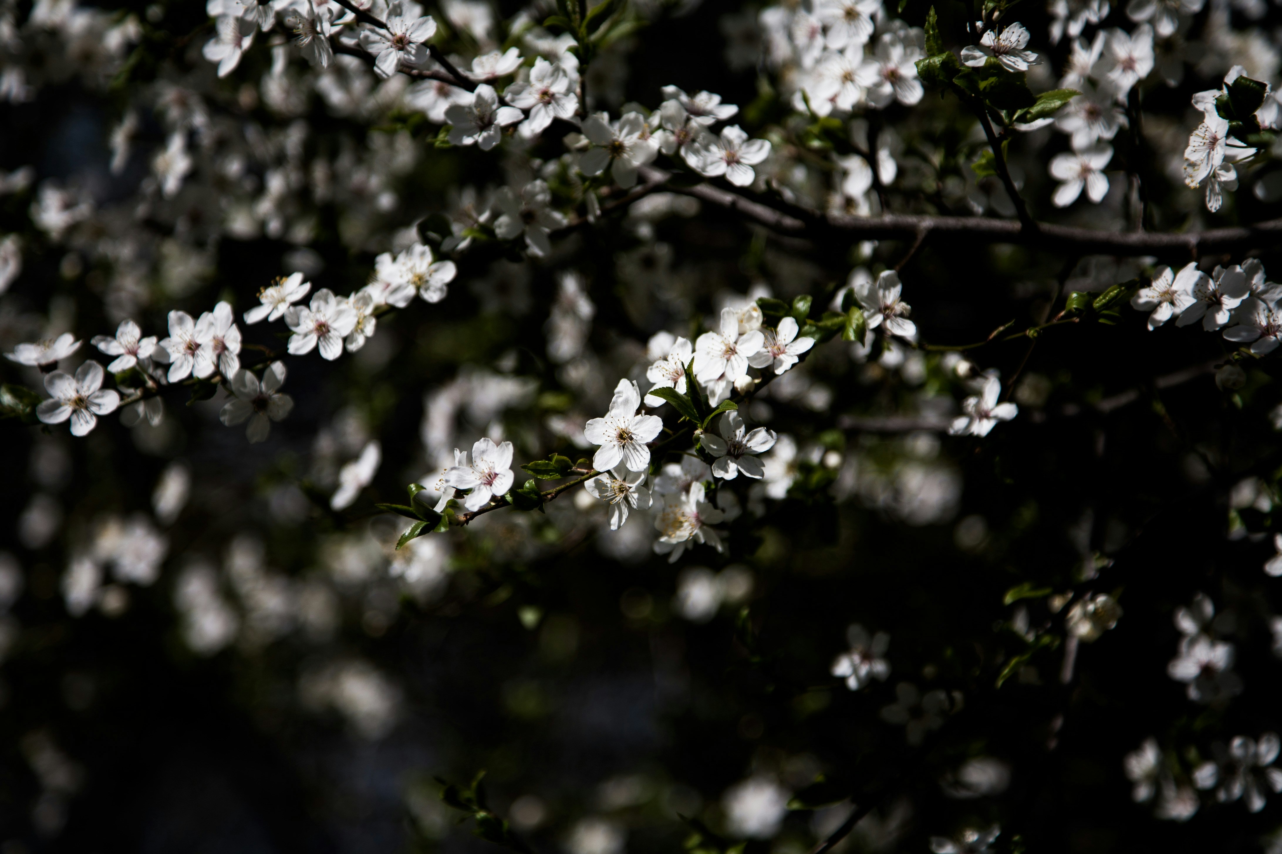 Sunlit White Tree Blossoms