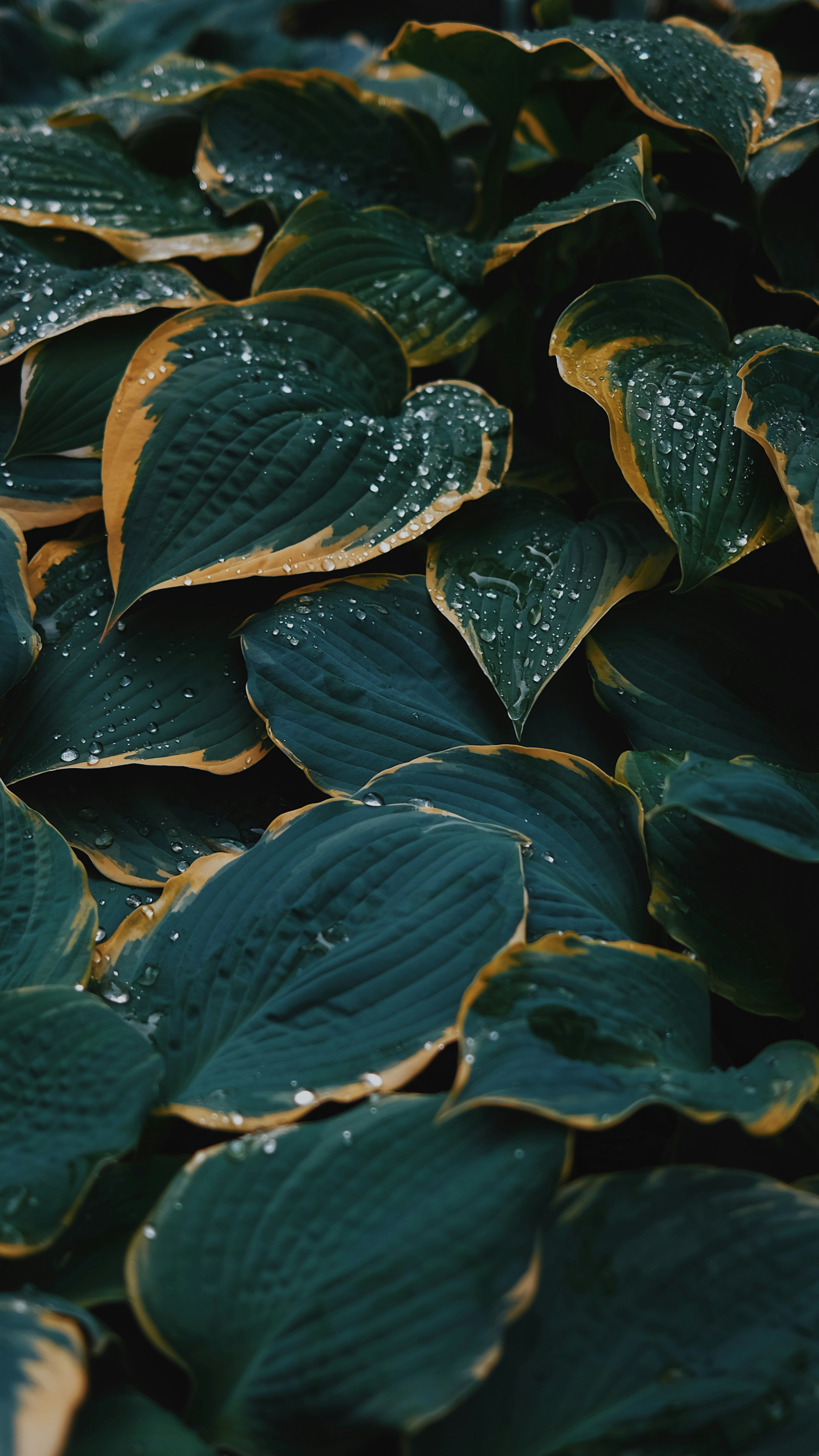 Wallpapers