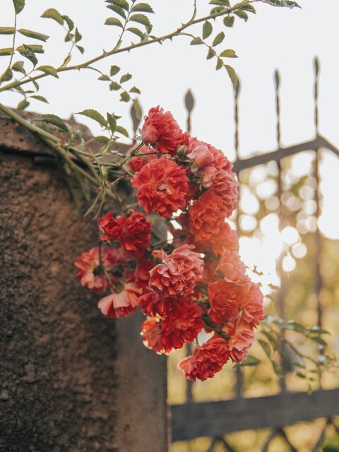 Red Climbing Roses by Stone Fence