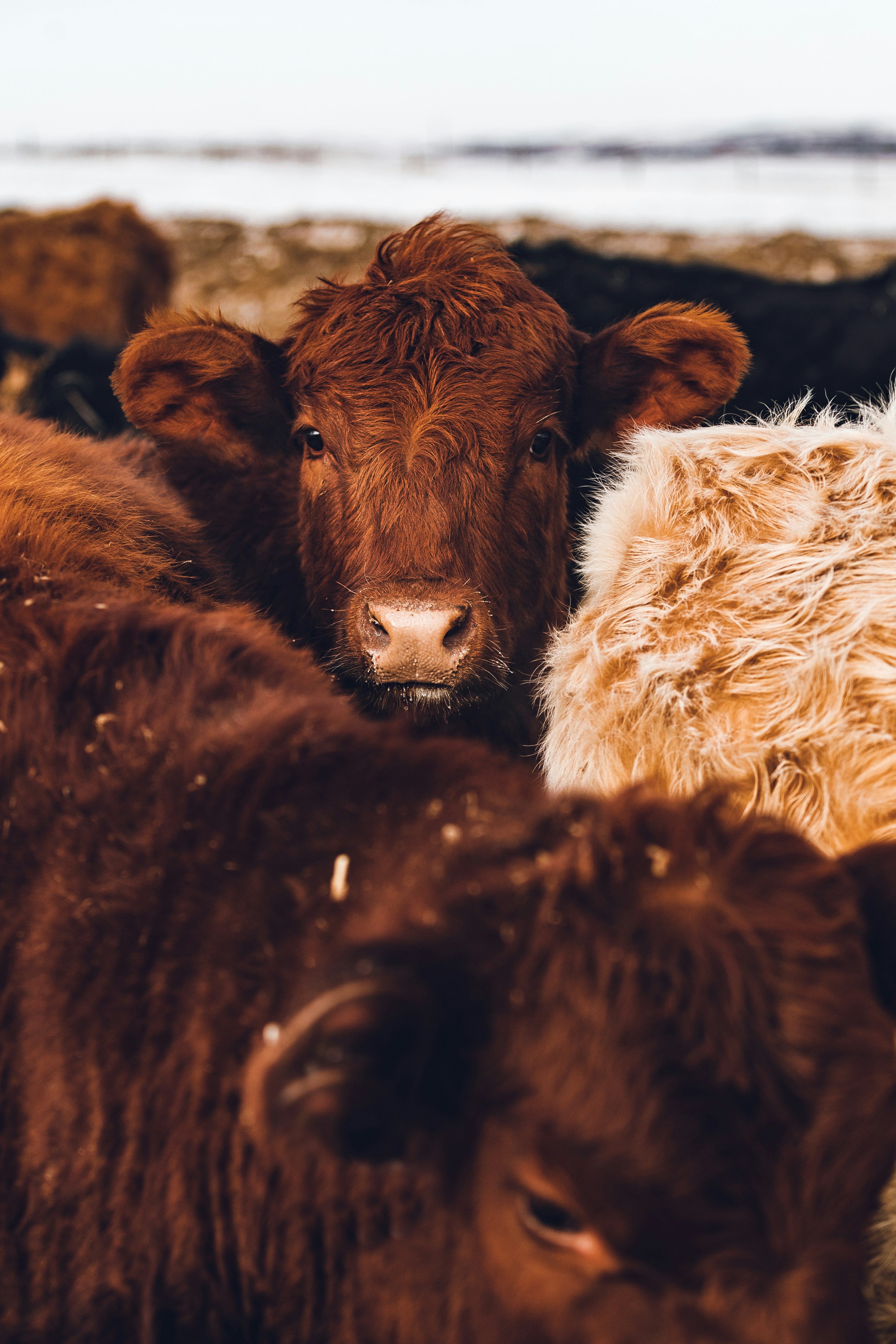 Close-up of Red Cattle Herd