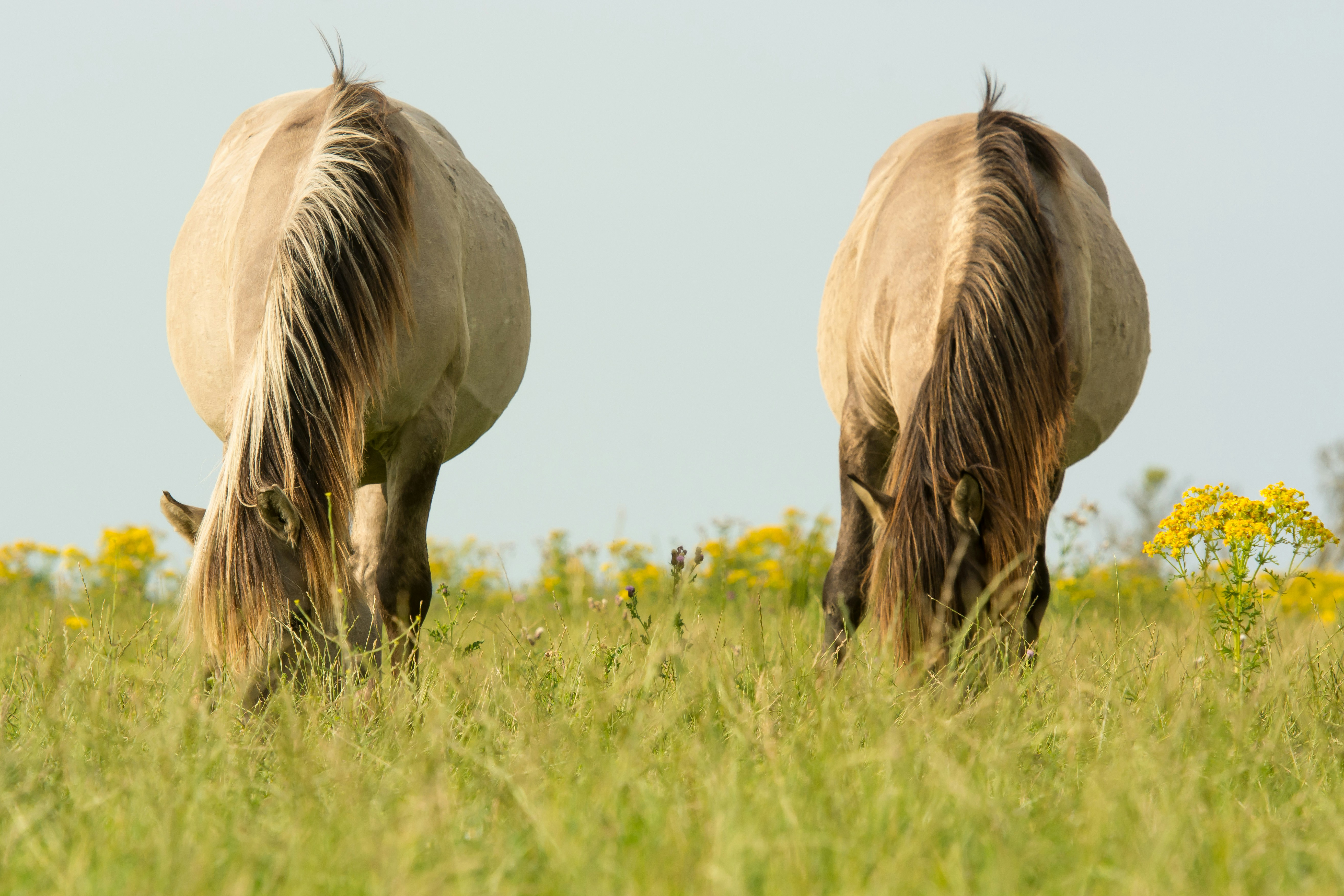 Two Horses Grazing on Meadow