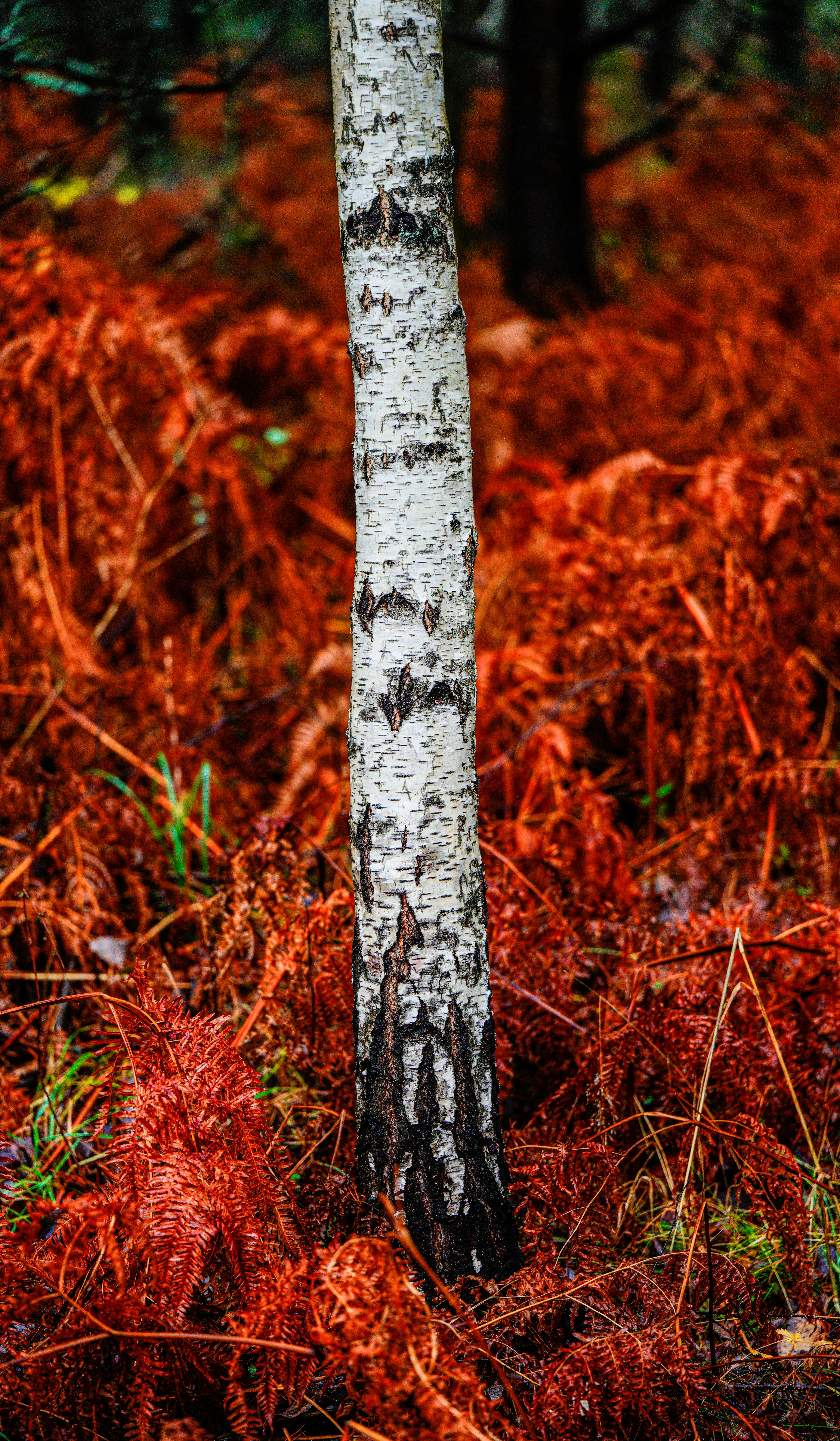 Birch Trunk in Autumn Forest