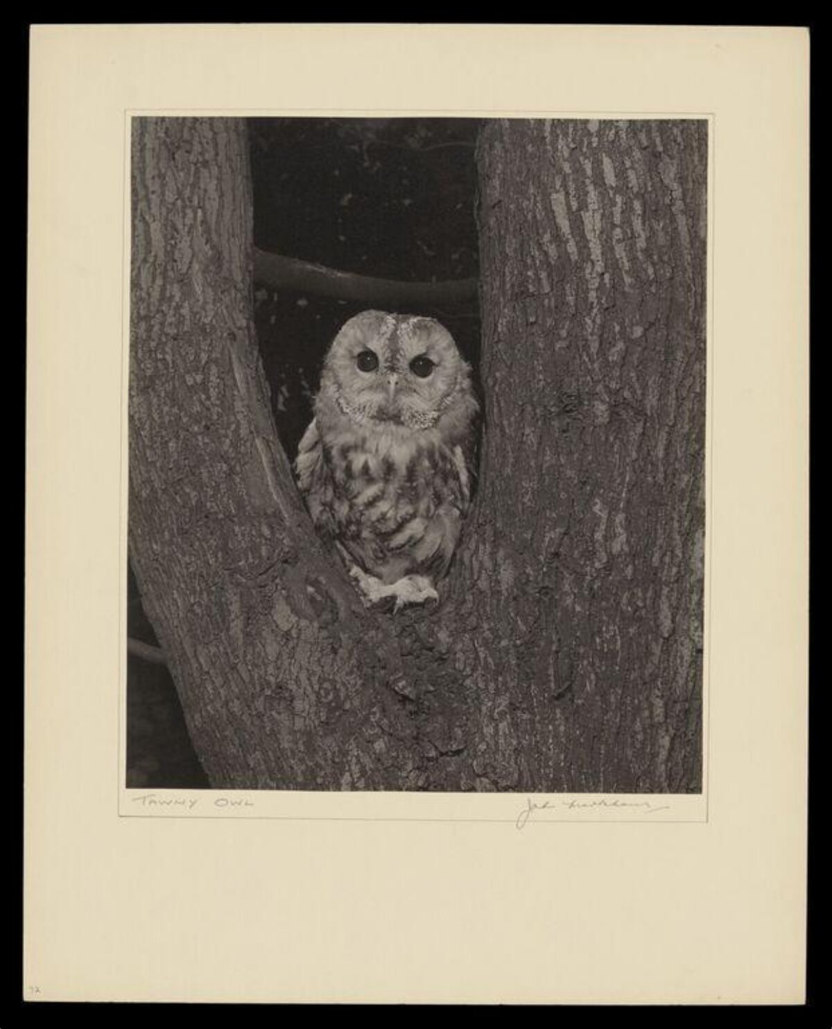 Tawny Owl Between Tree Trunks