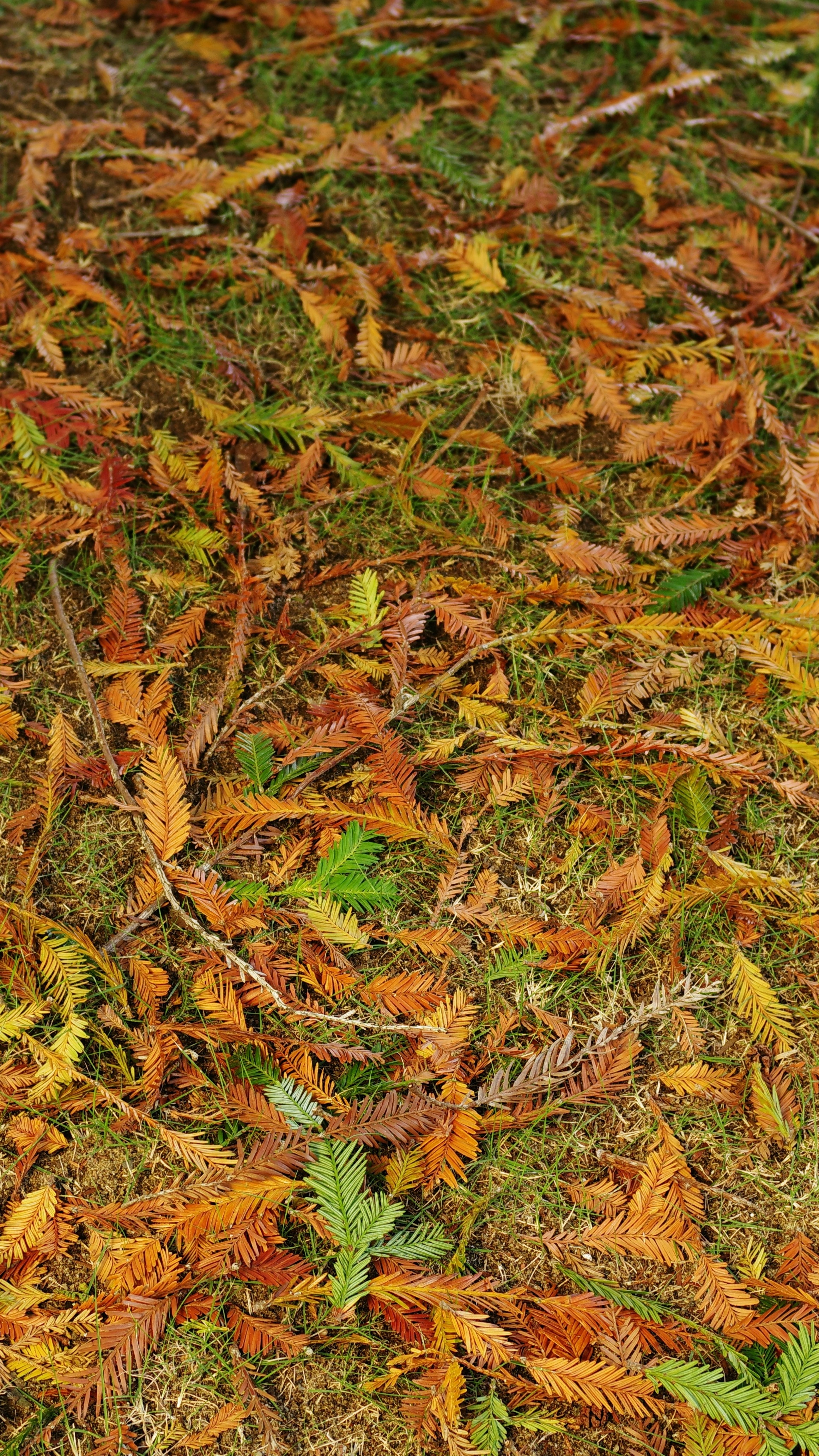 Fallen Autumn Leaves on Grass