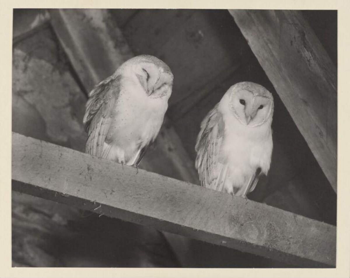 Two Barn Owls Perched on Beam