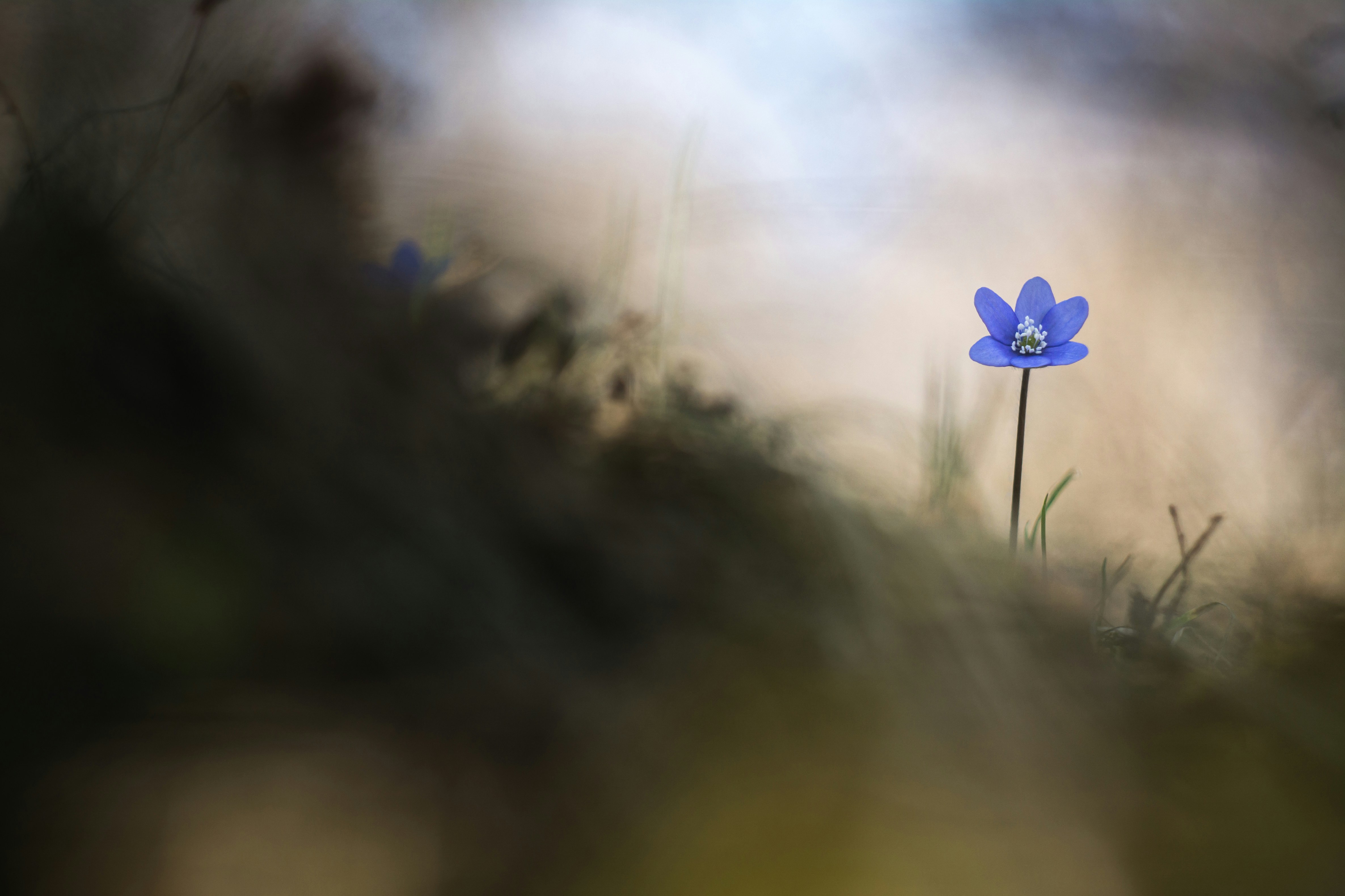 Solitary Blue Wildflower