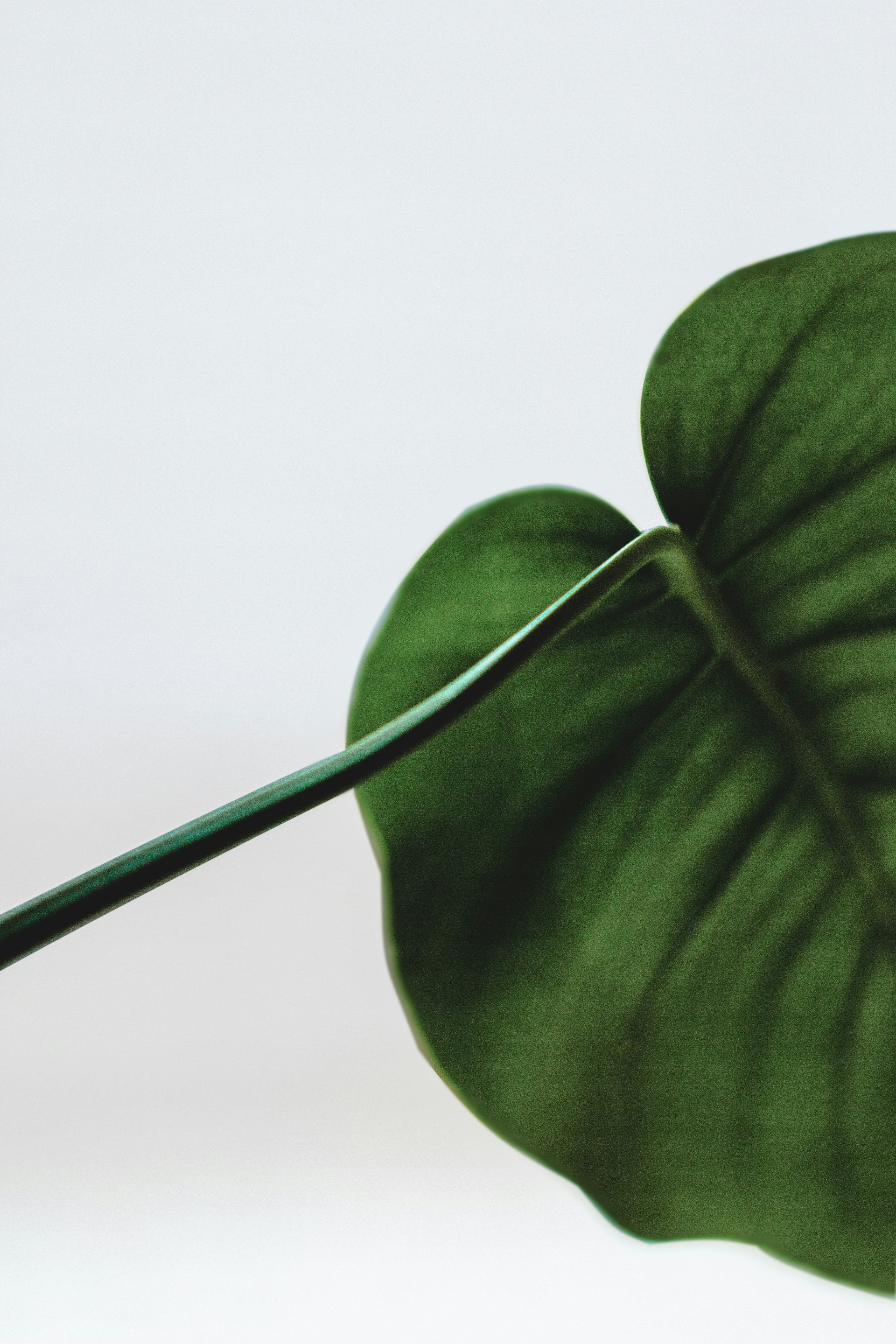 Close-up of Monstera Leaf