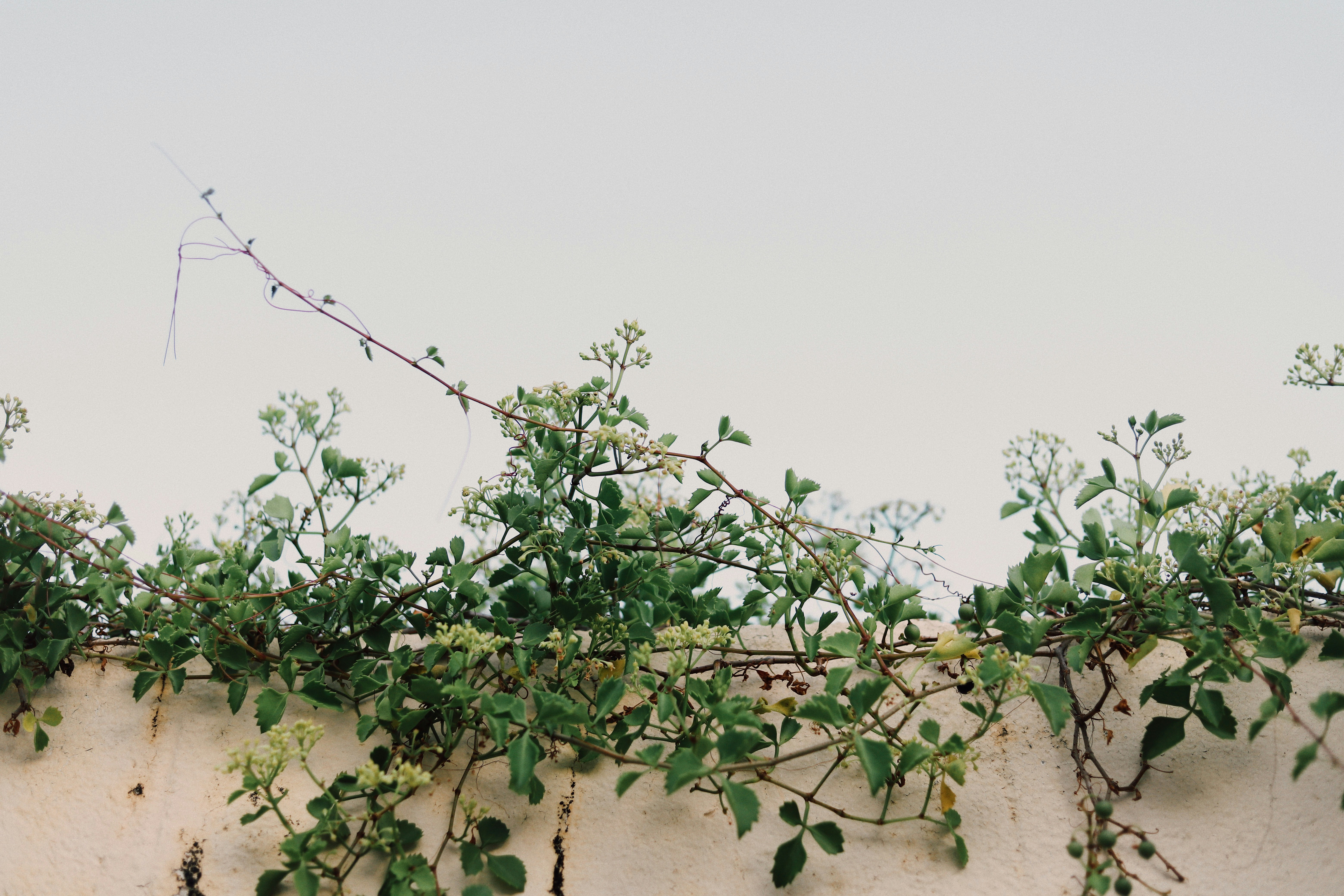 Climbing Vines on Concrete Wall