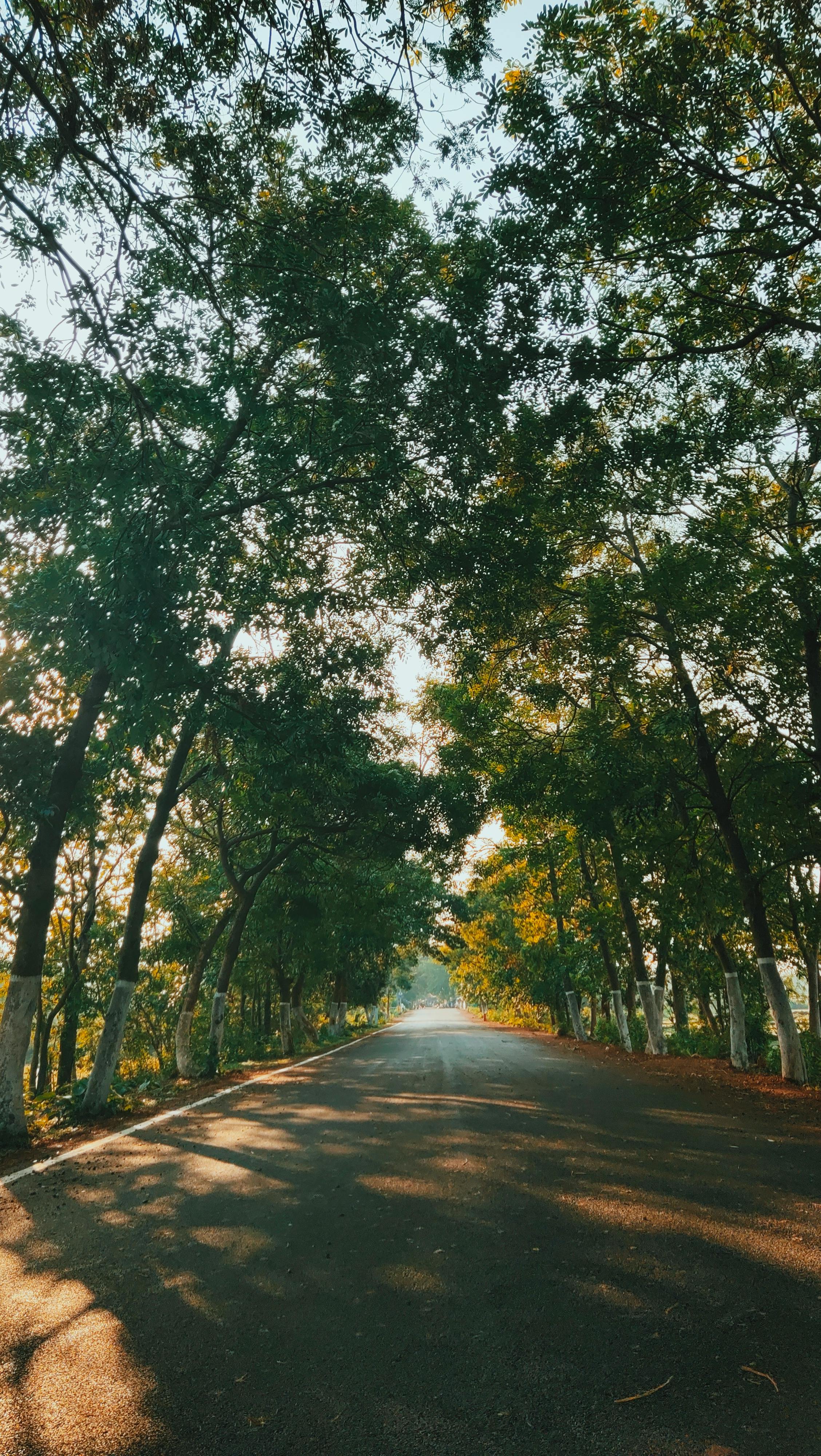 Tree-Lined Rural Road