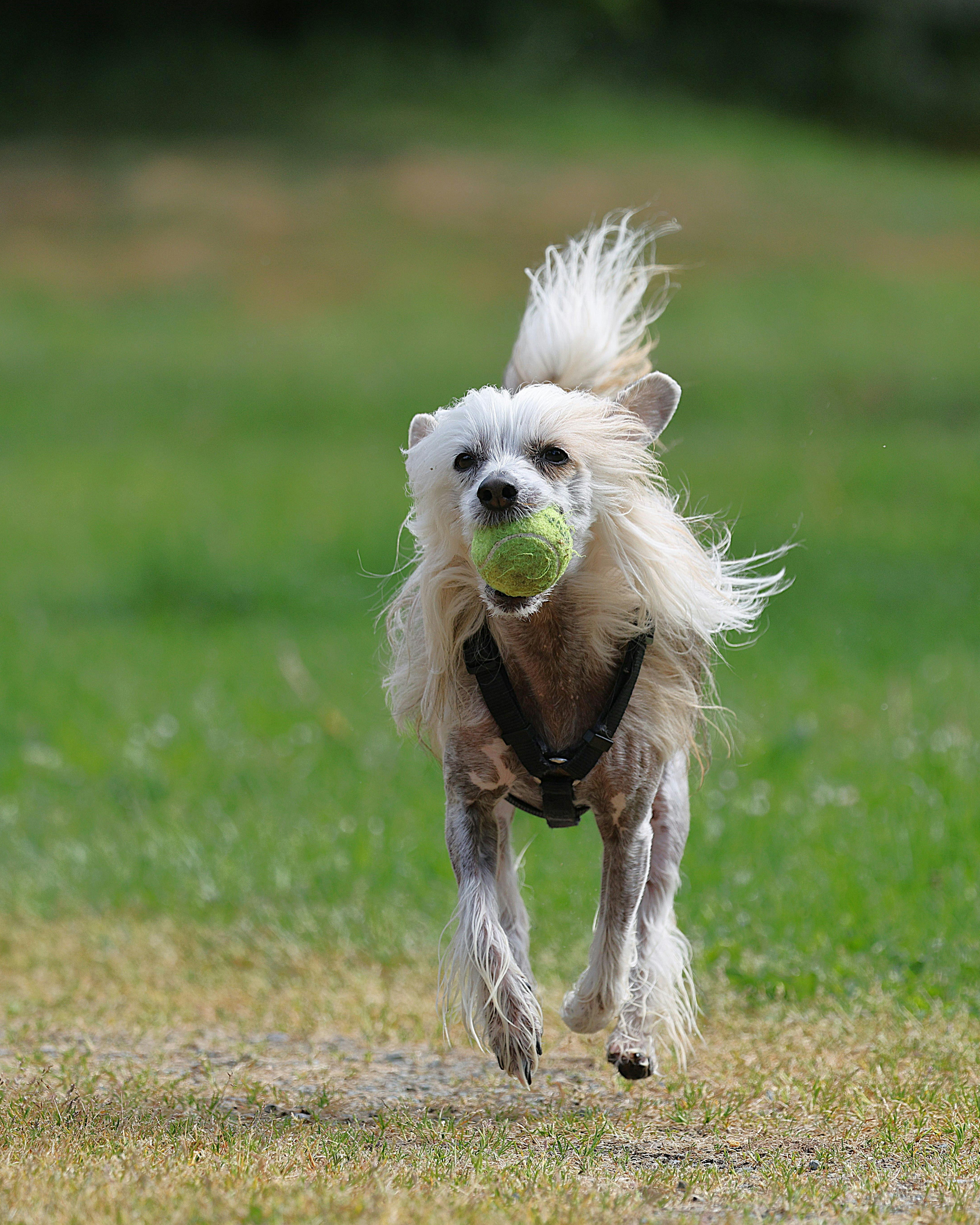Image 1428272 — Pets