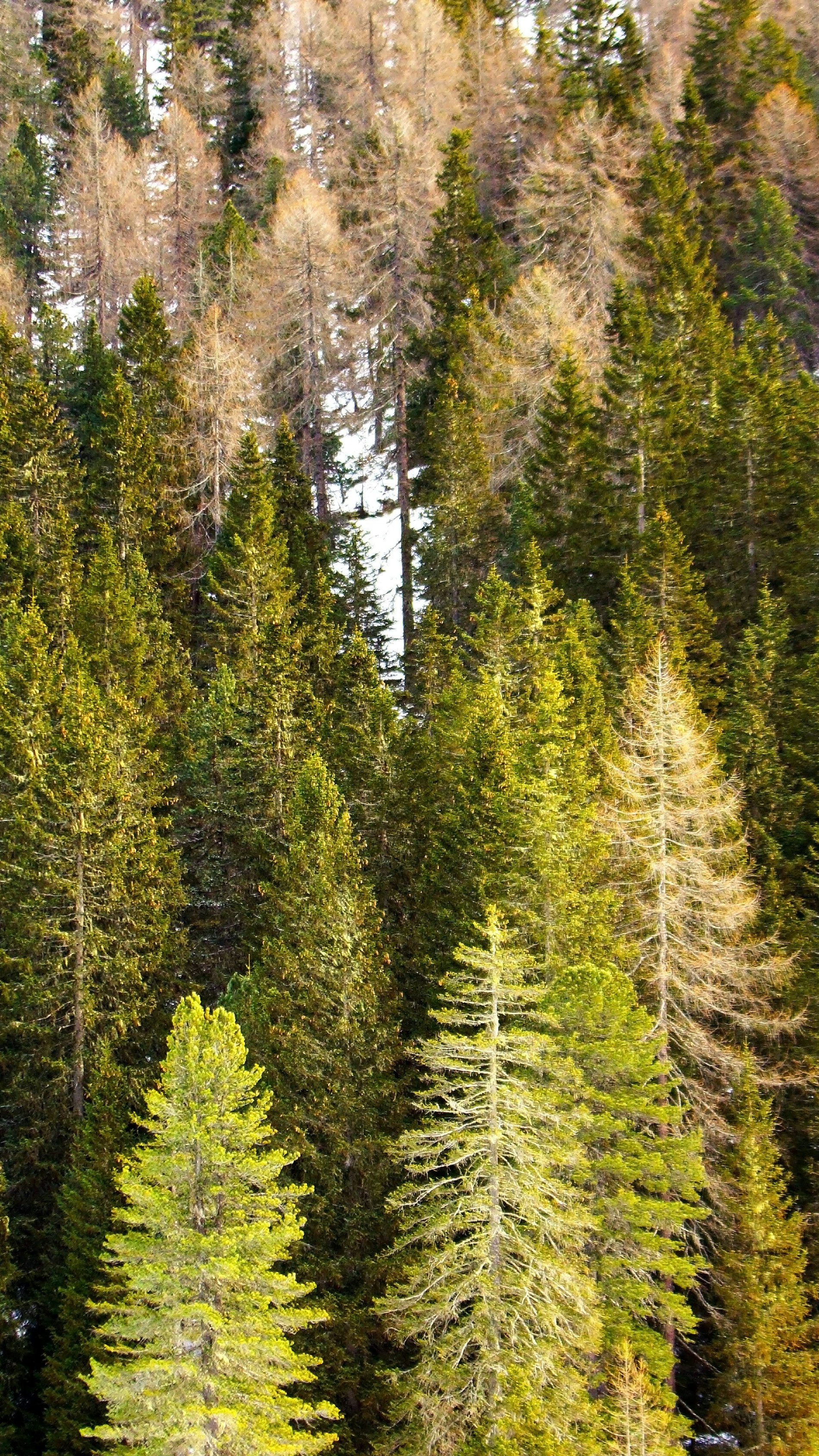Wallpapers