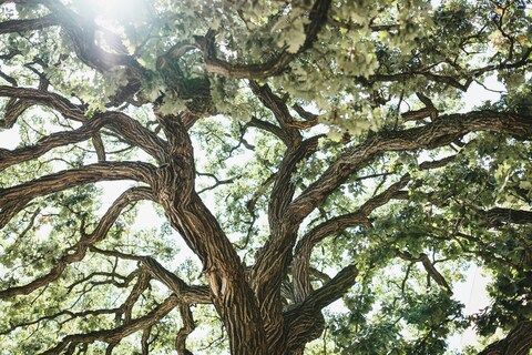 Giant Oak Tree Canopy From Below