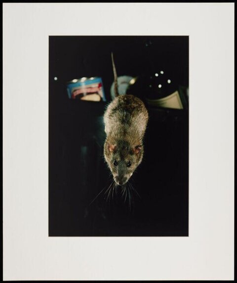 Brown Rat Looking Up At Camera