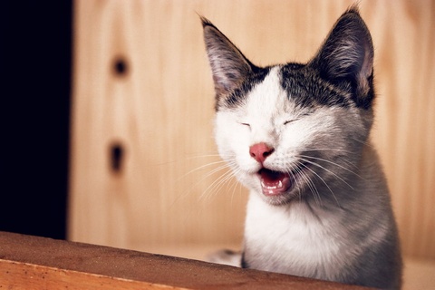 Smiling Yawning Cat