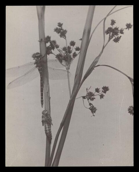 Dragonfly and Exuvia on Plant Stalk