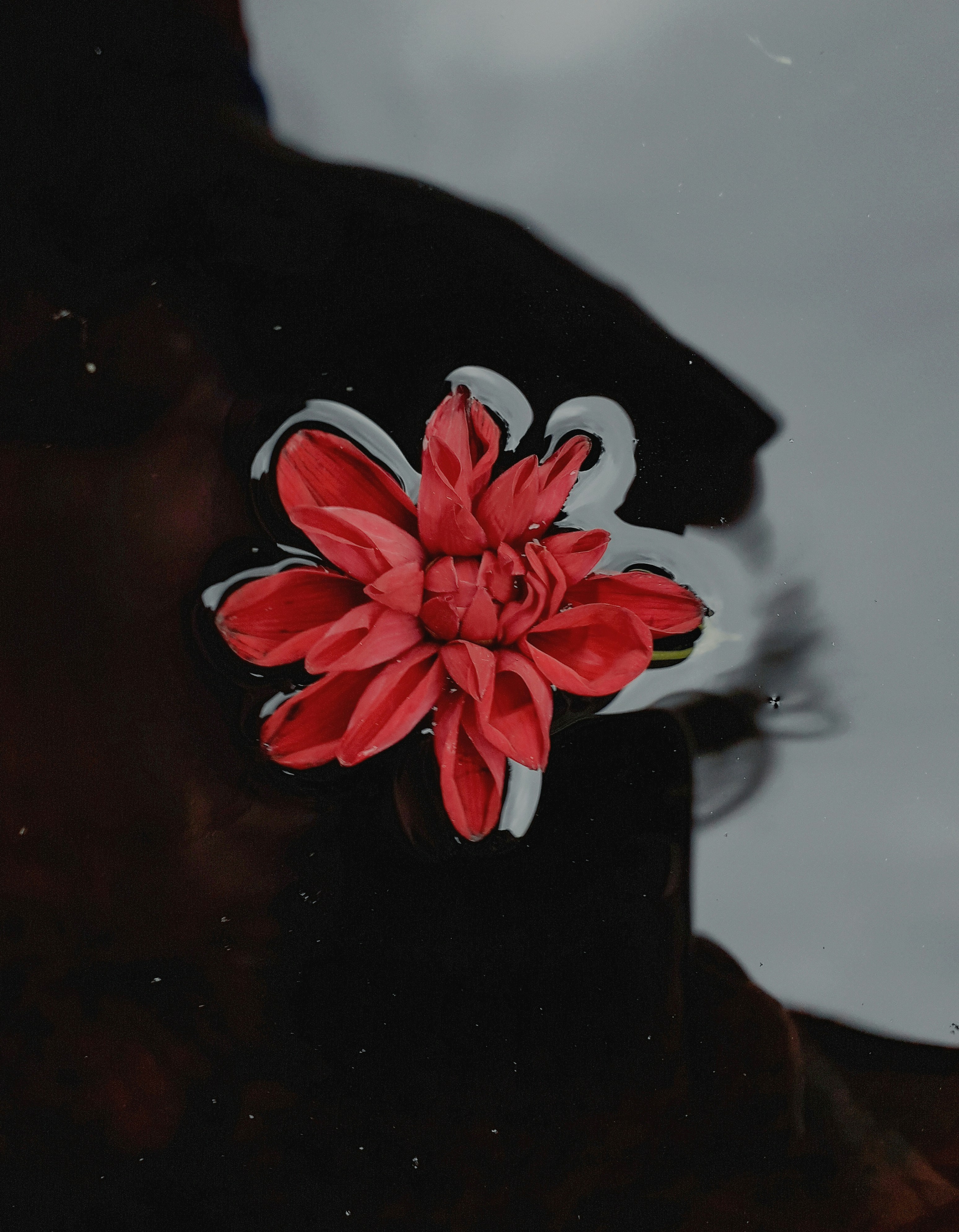 Red Dahlia Floating on Dark Water