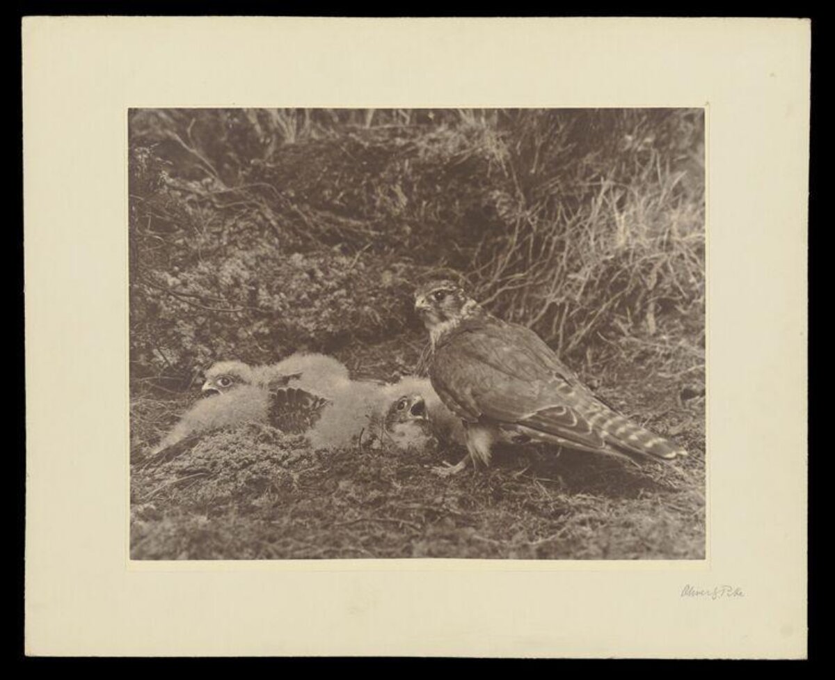 Adult Falcon and Chicks in Nest