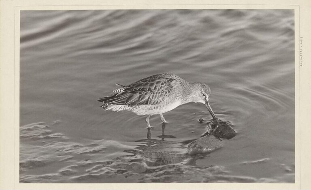 Shorebird Foraging in Shallow Water