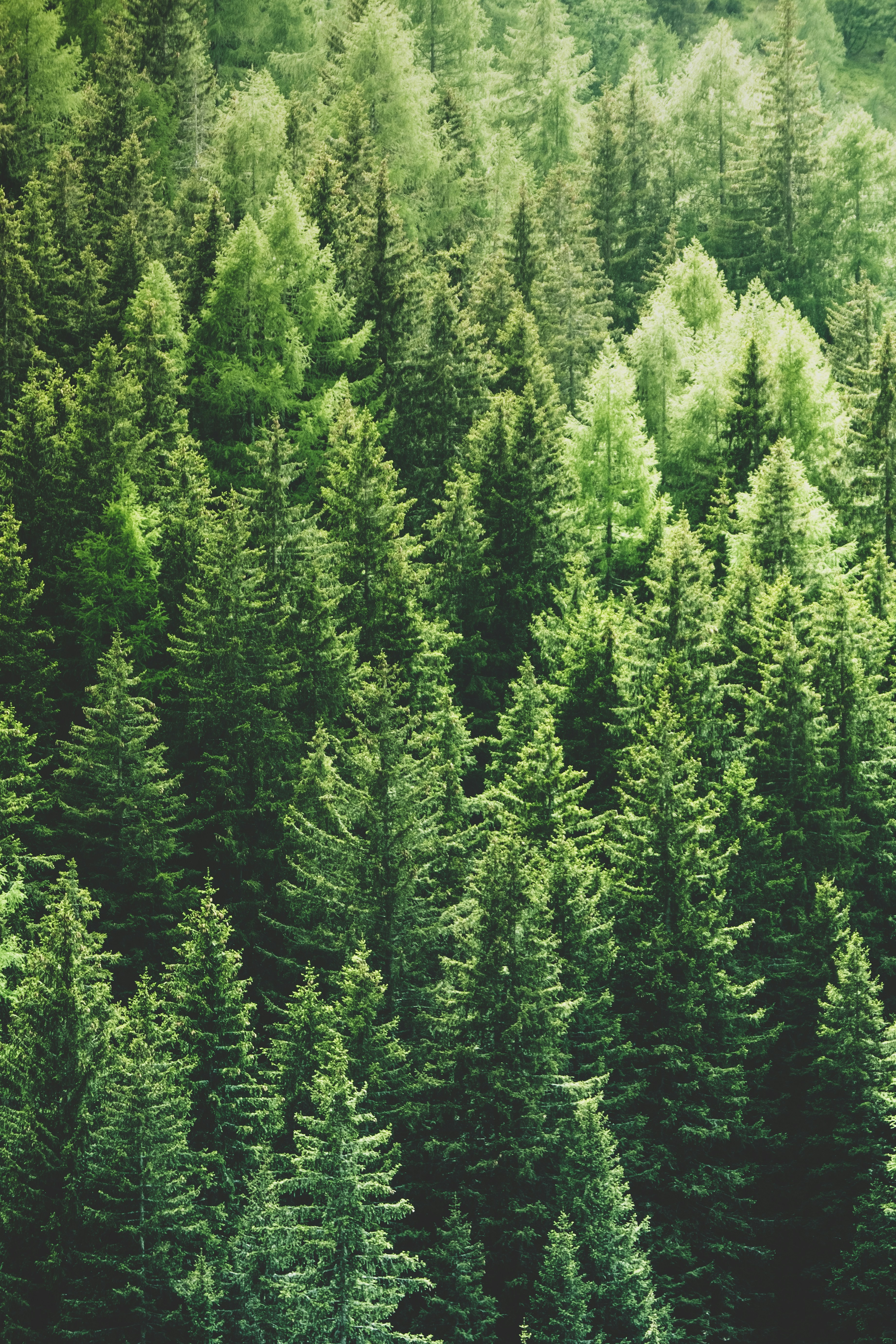 Dense Mountain Coniferous Forest