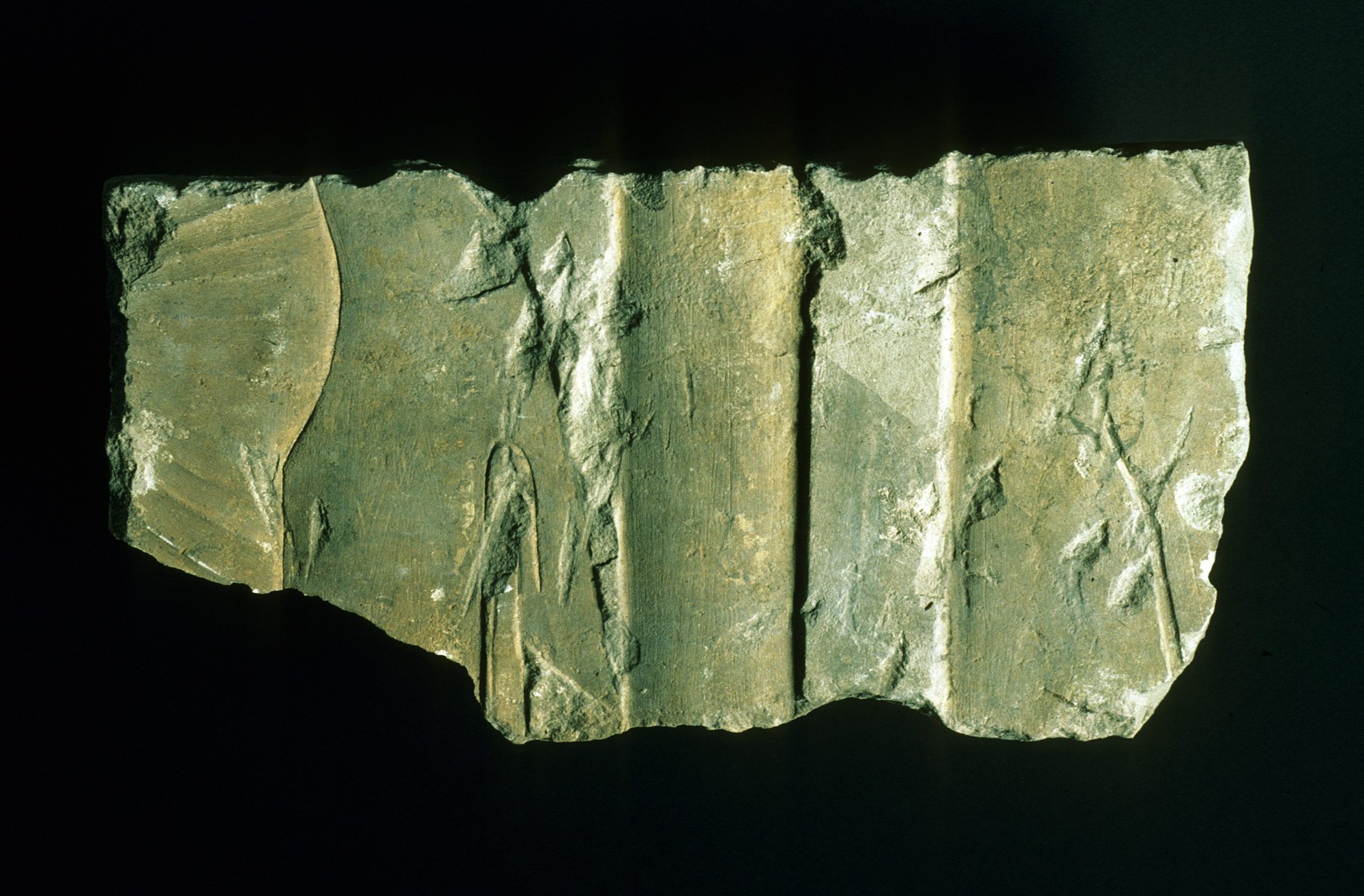 Ancient Plant Fossil on Rock Slab — Science