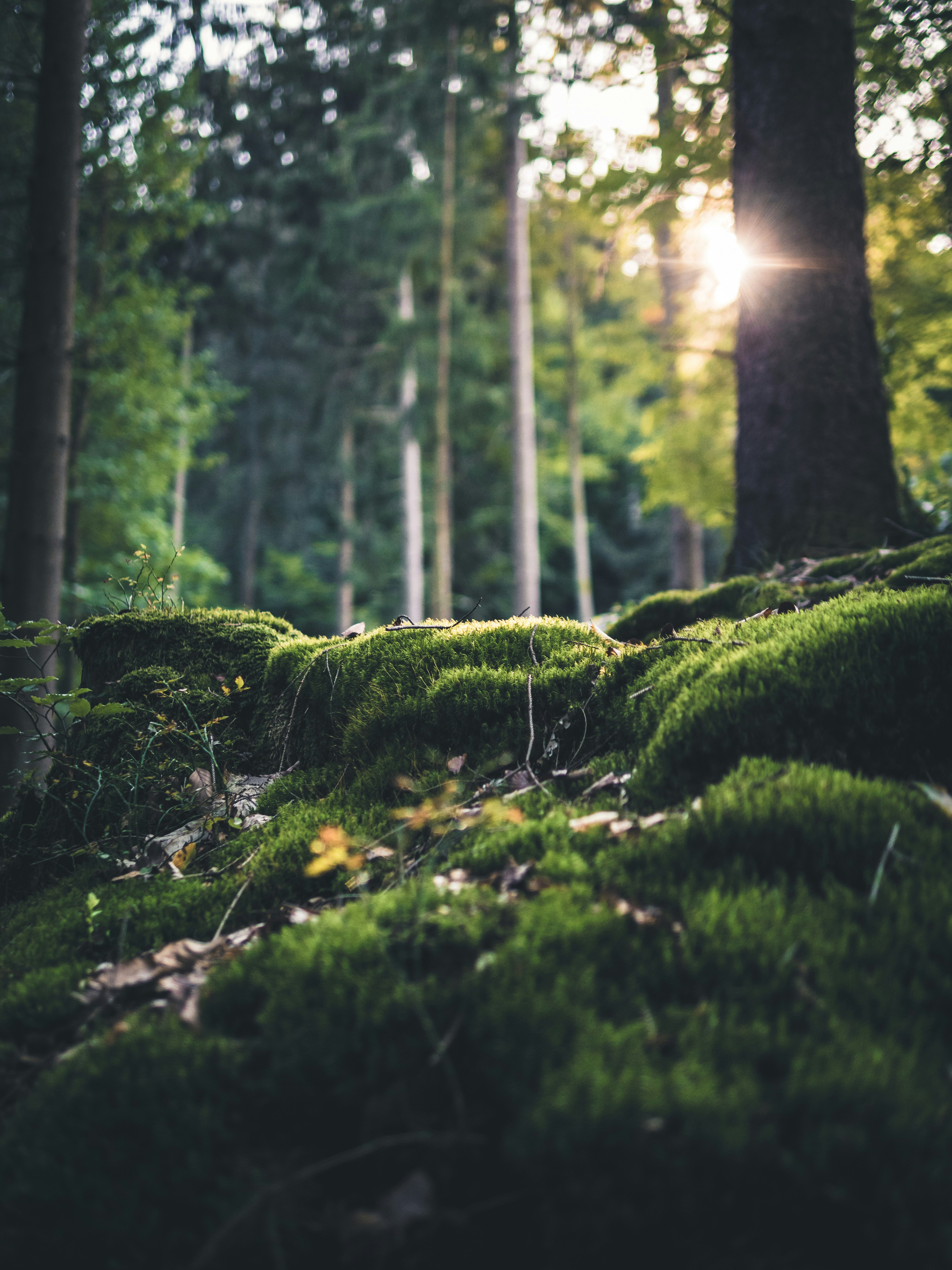 Sunlit Mossy Forest Floor