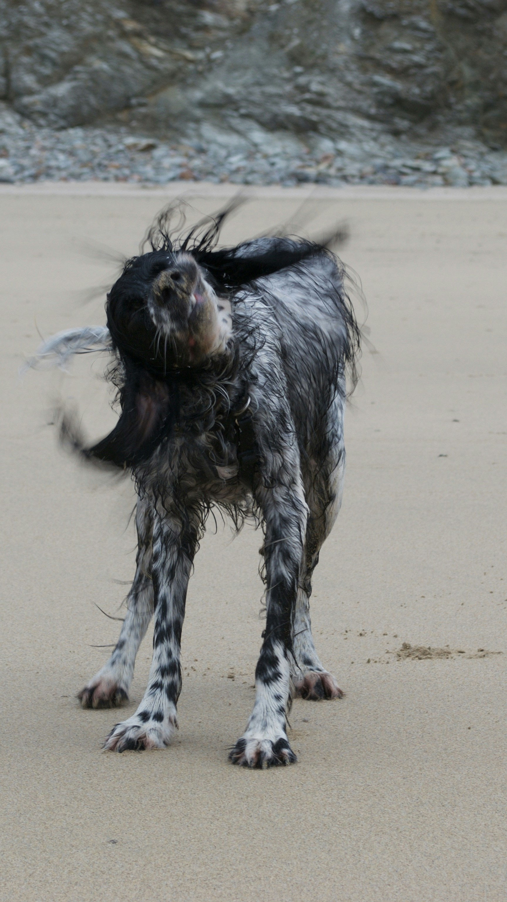 Wet Dog Shaking On Beach