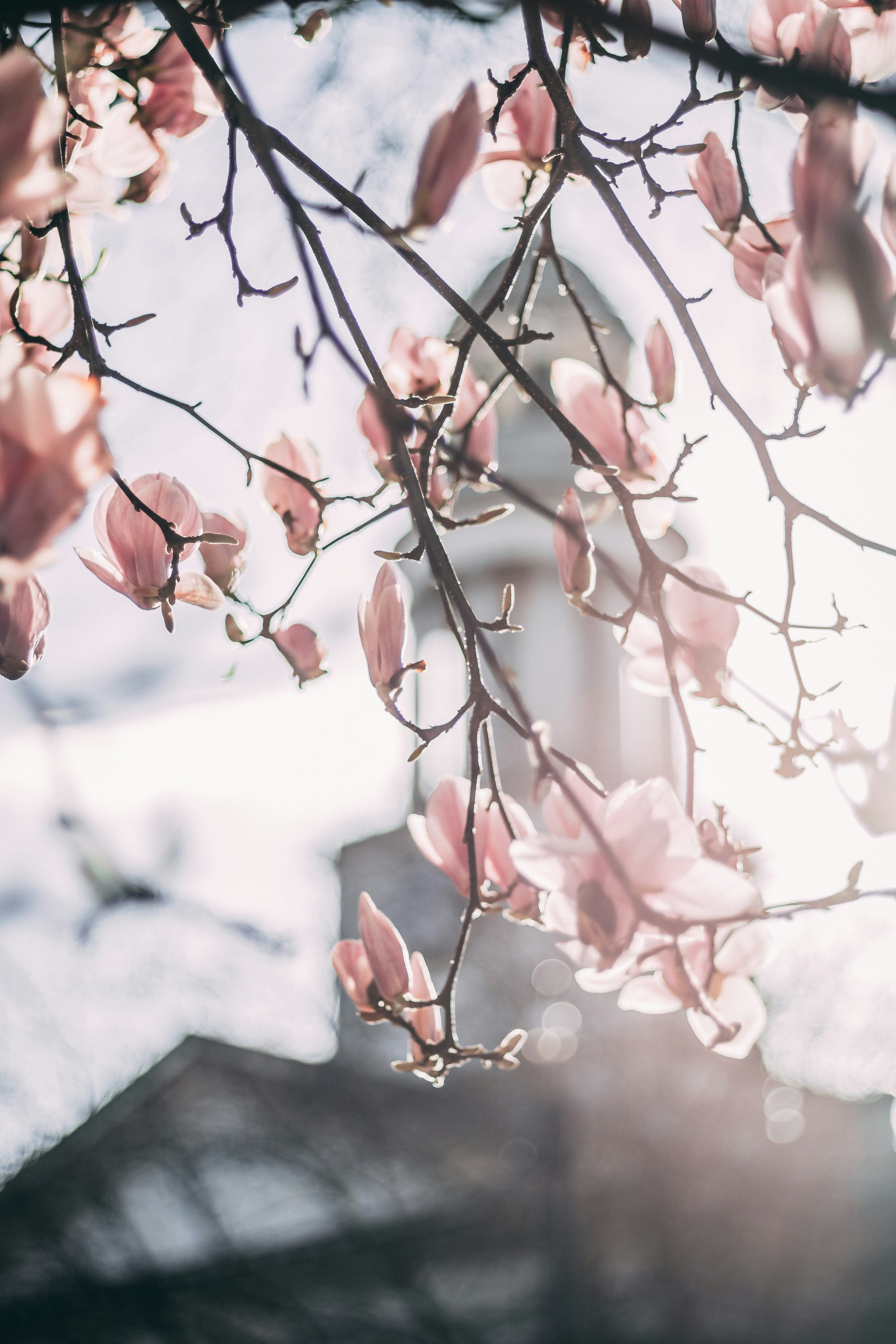 Sunlit Pink Magnolia Blossoms