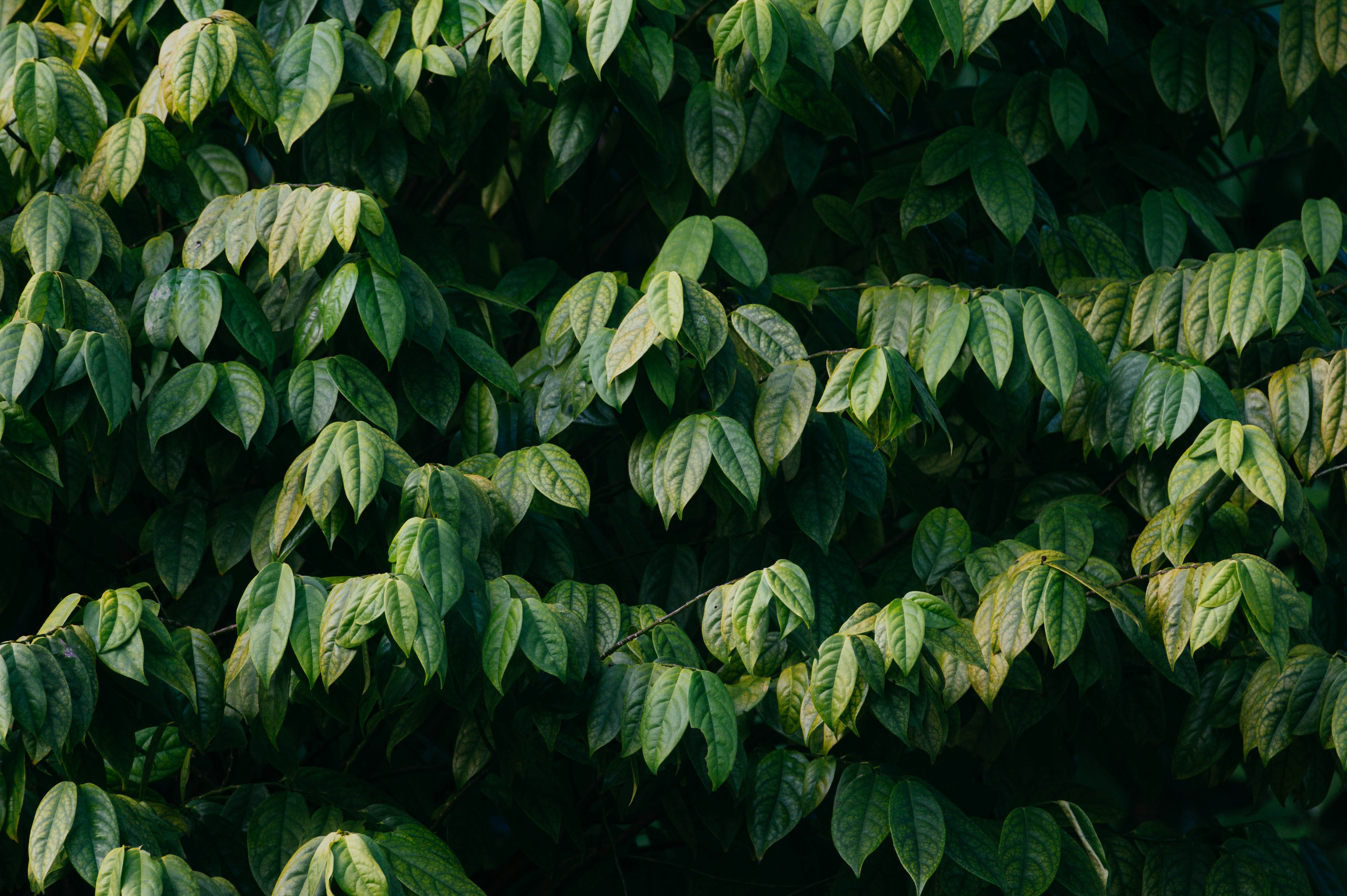 Dense Green Foliage