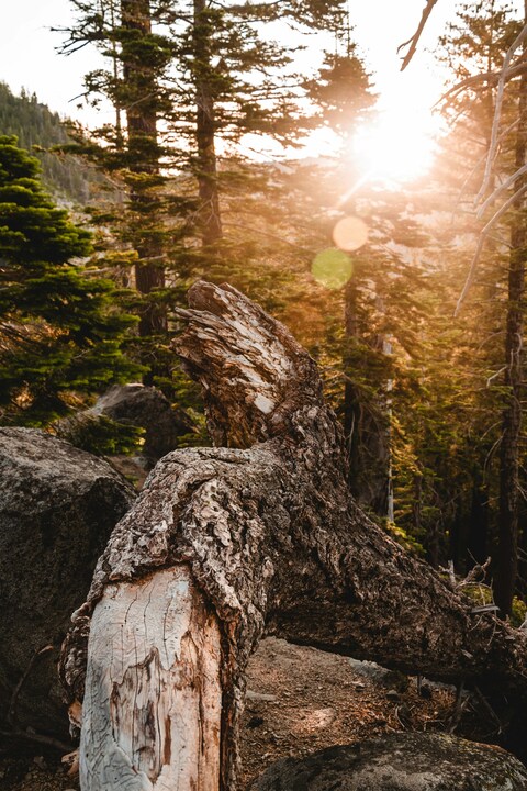 Fallen Tree Trunk in Sunlit Forest