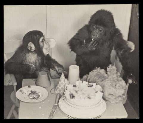 Chimp and Gorilla Birthday Party