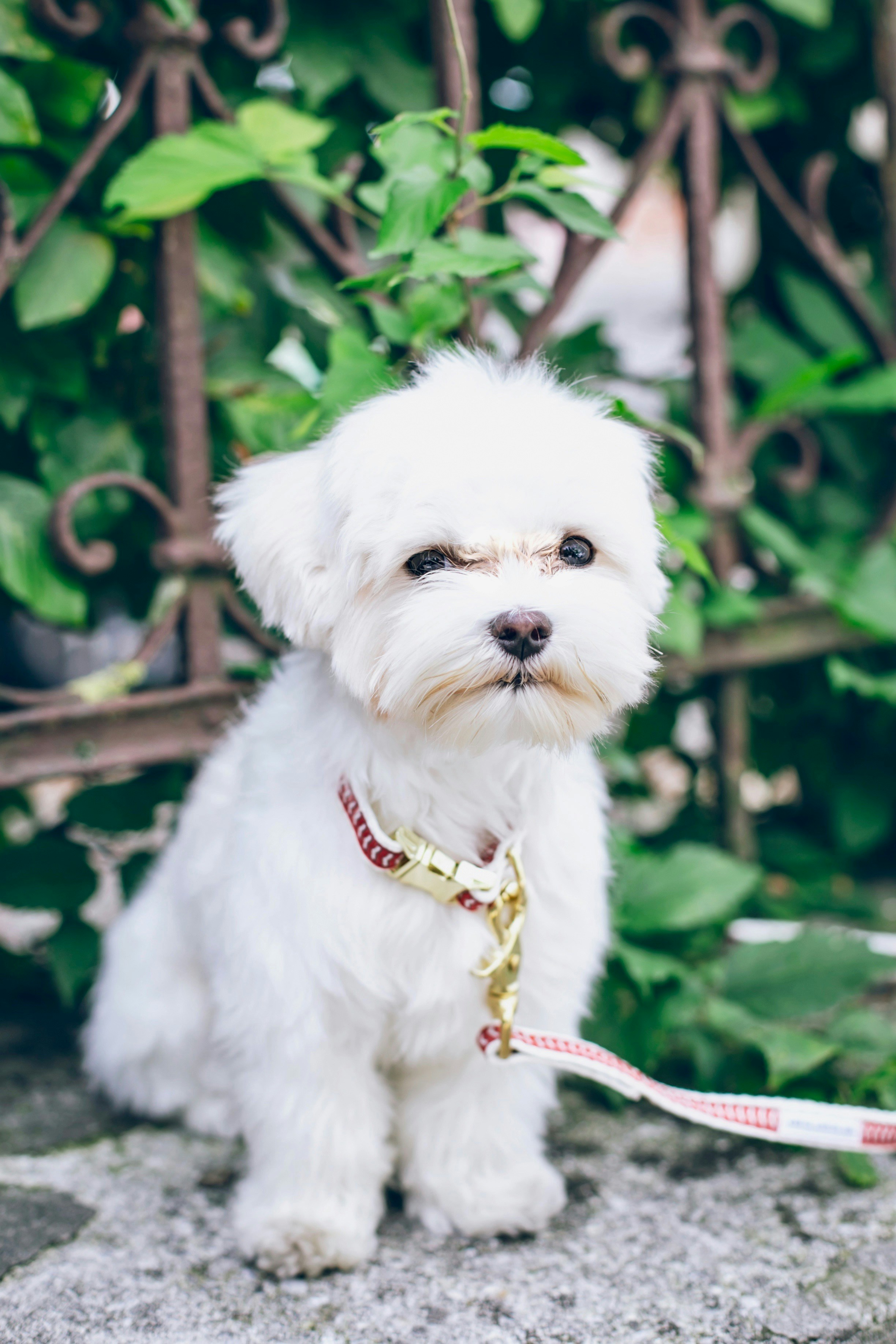 Fluffy White Puppy Sitting Outdoors