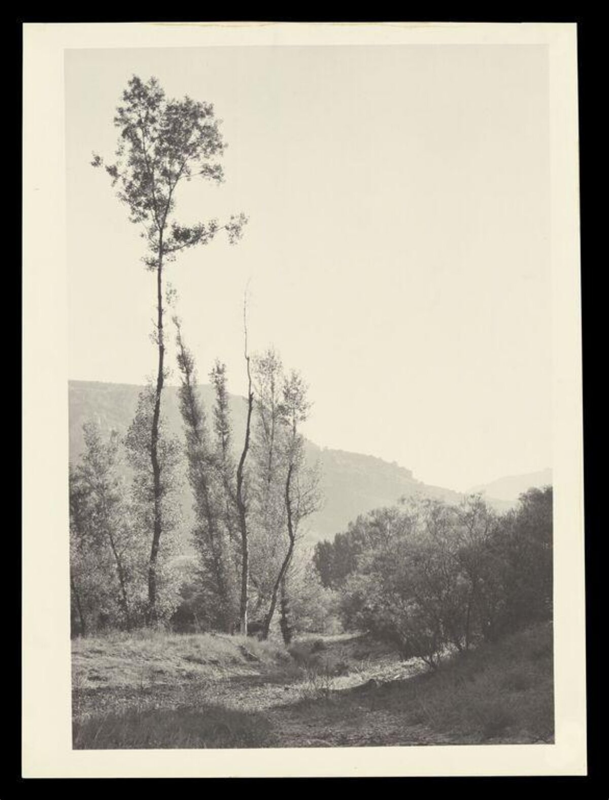Black and White Valley Landscape with Tall Trees