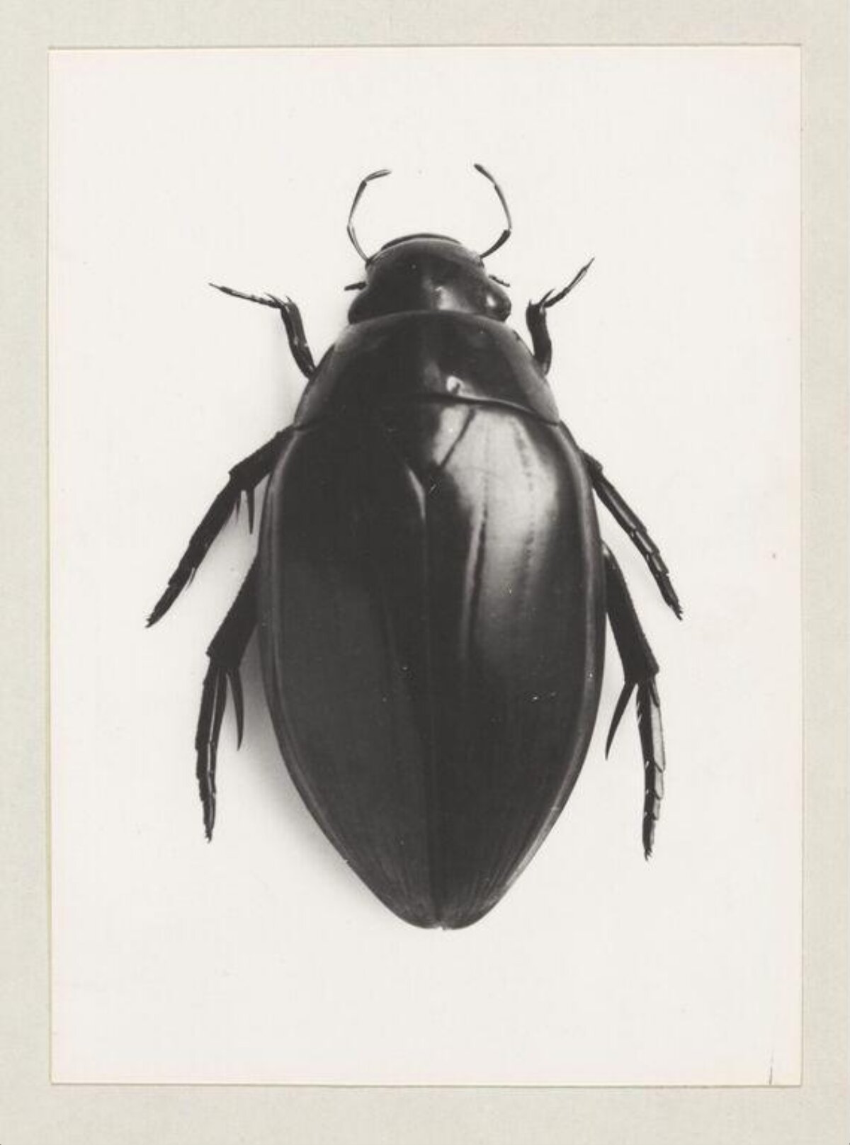 Black Beetle Specimen