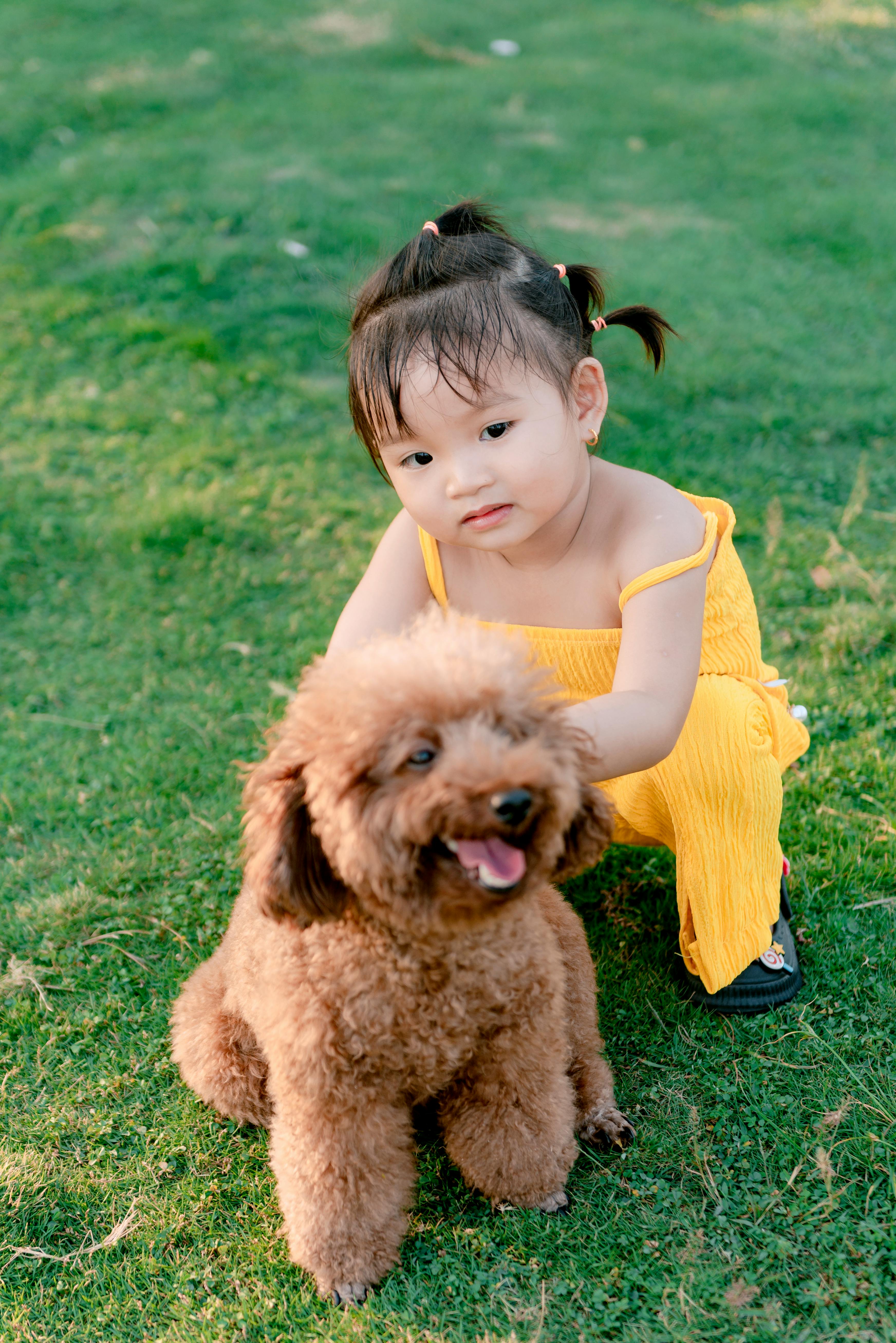 Little Girl And Poodle On Green Grass
