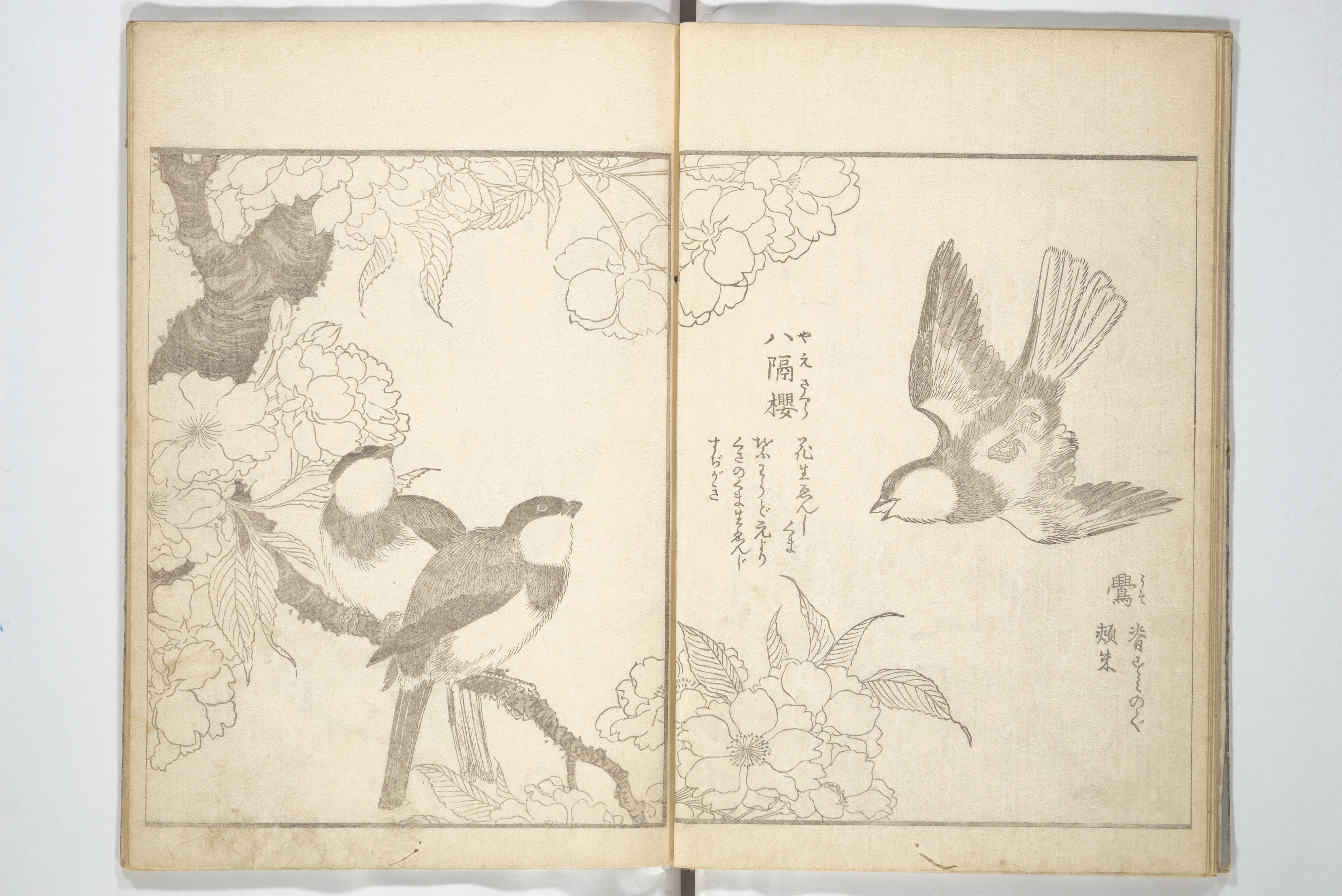 Antique Japanese Bird and Flower Sketch