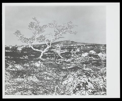 Twisted Tree on Barren Arid Landscape