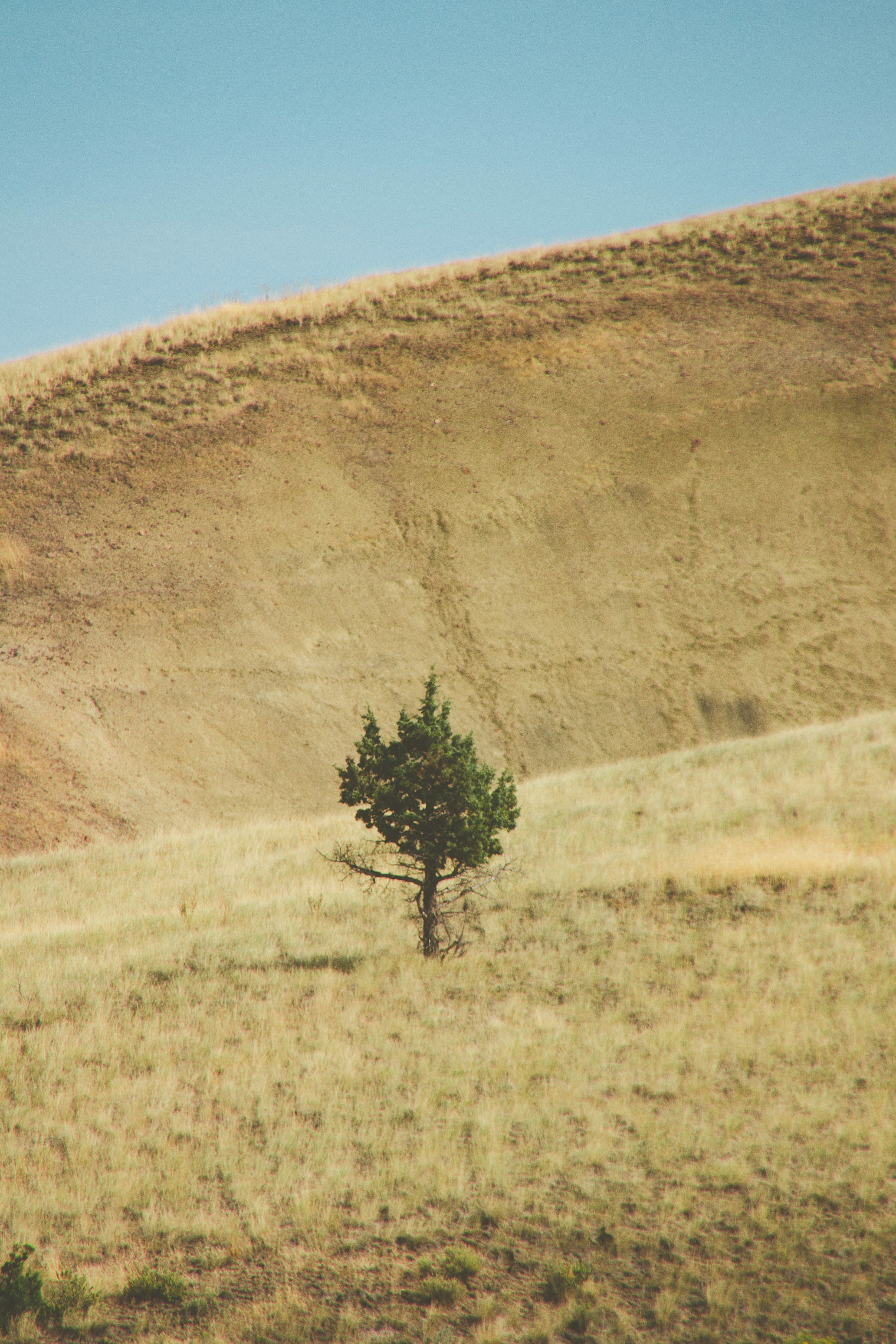 Lone Tree on Grass Hillside