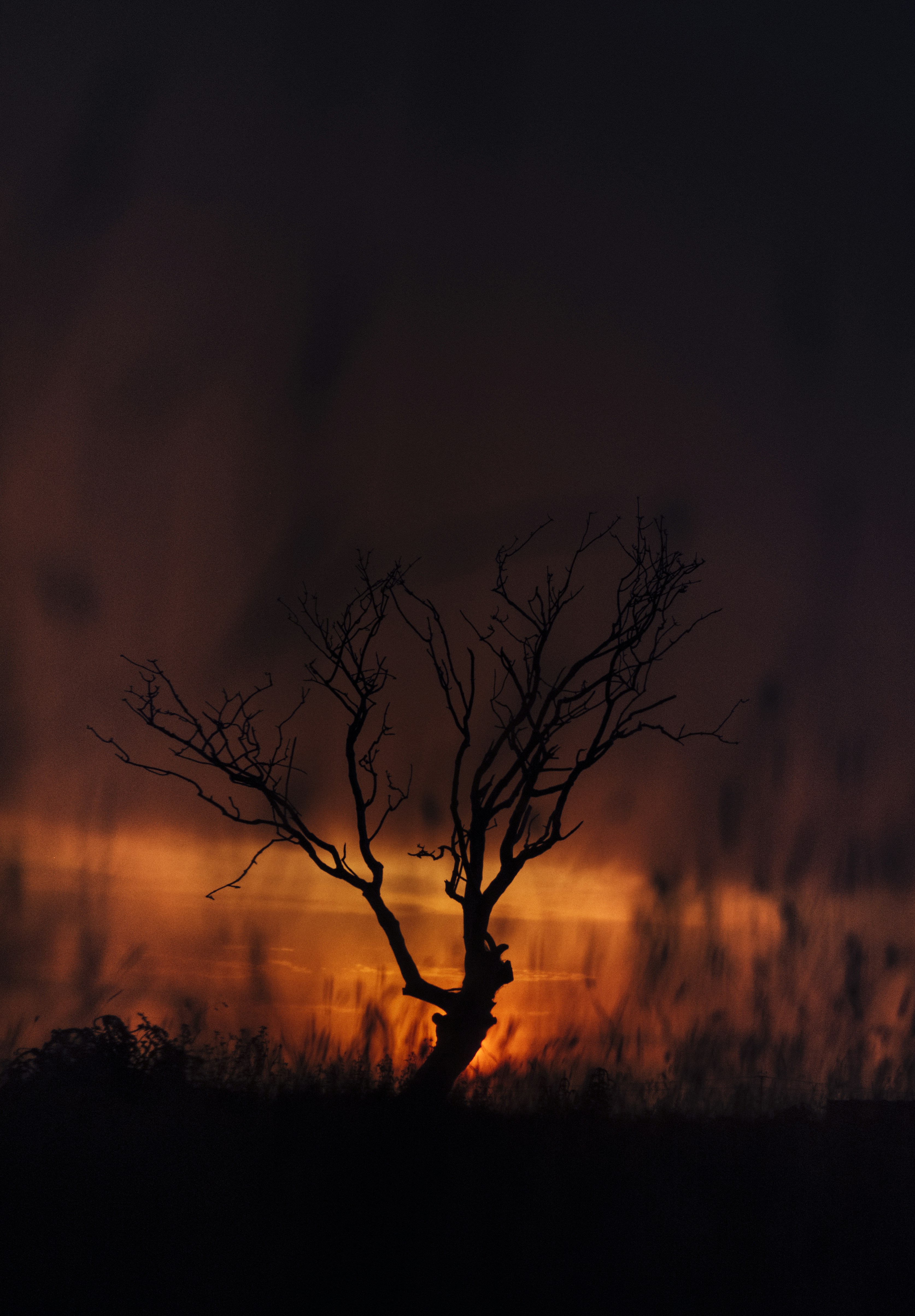 Dead Tree Silhouette at Sunset