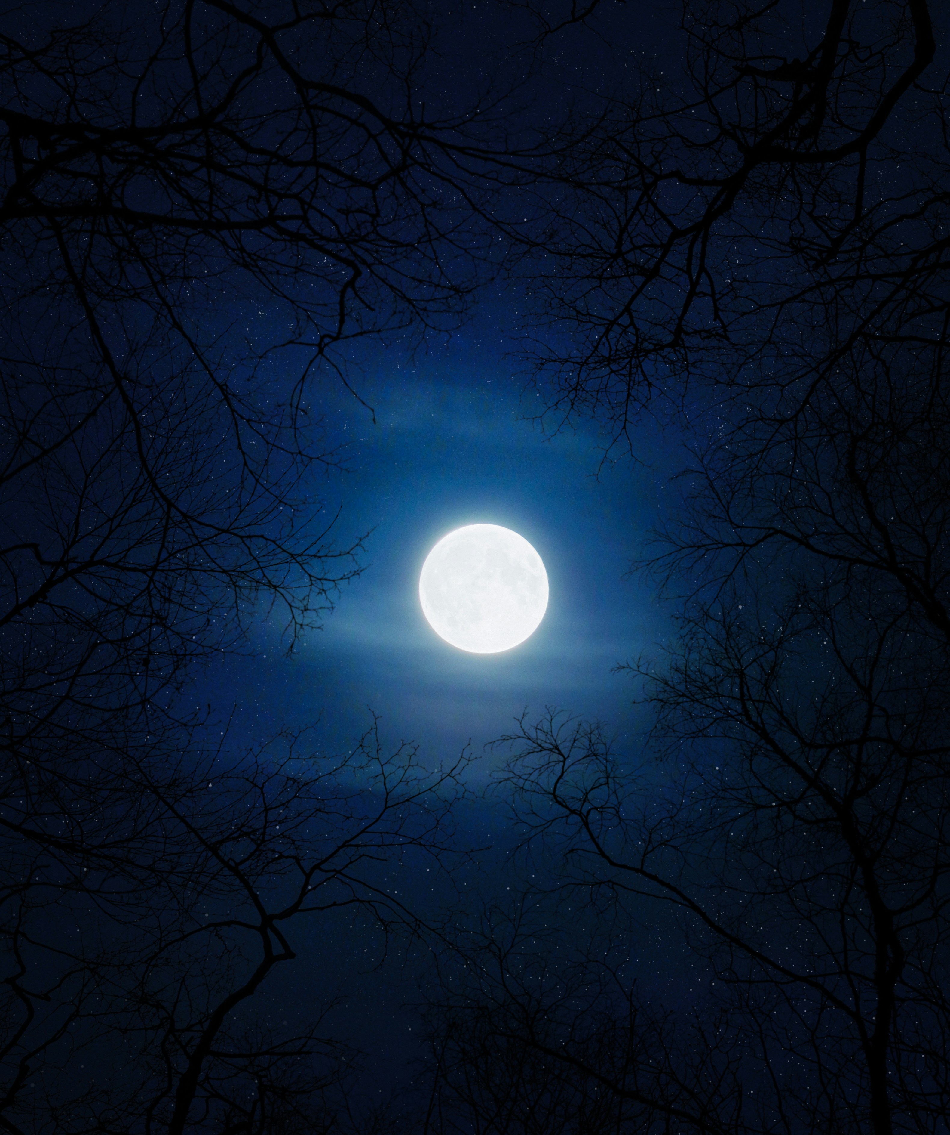 Full Moon Through Bare Tree Branches