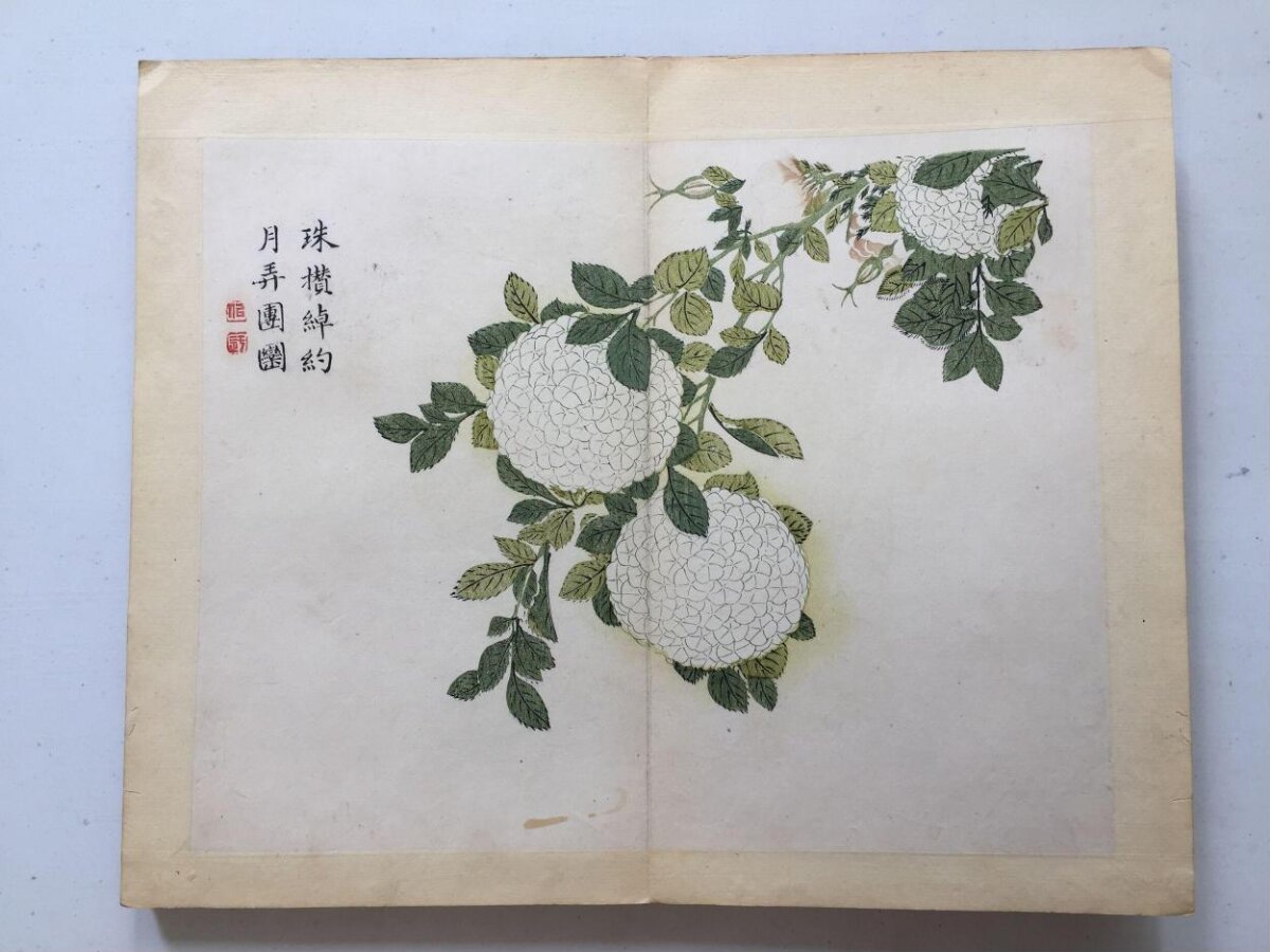 Traditional Chinese Hydrangea Painting