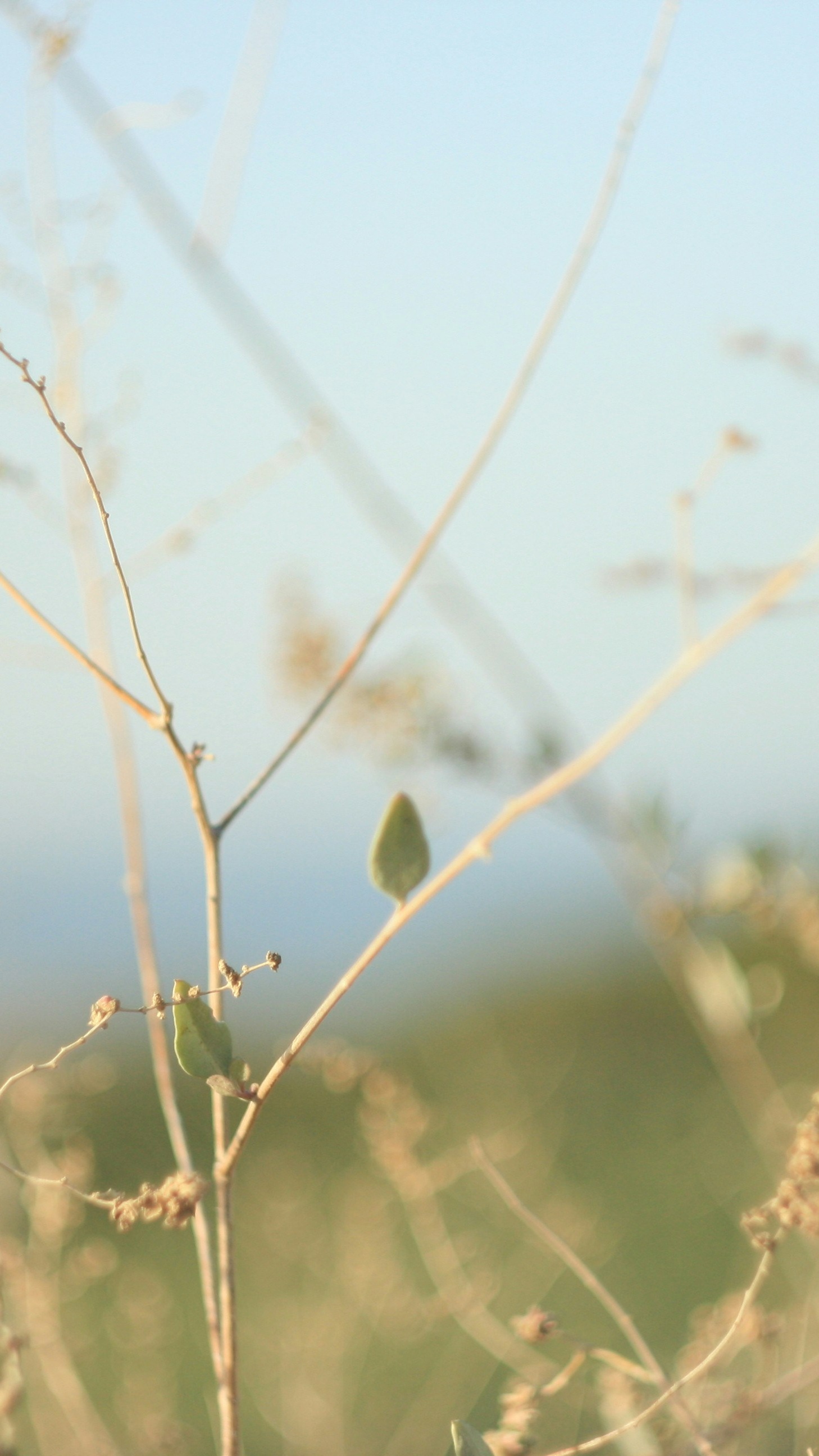Wild Dry Branches Close Up