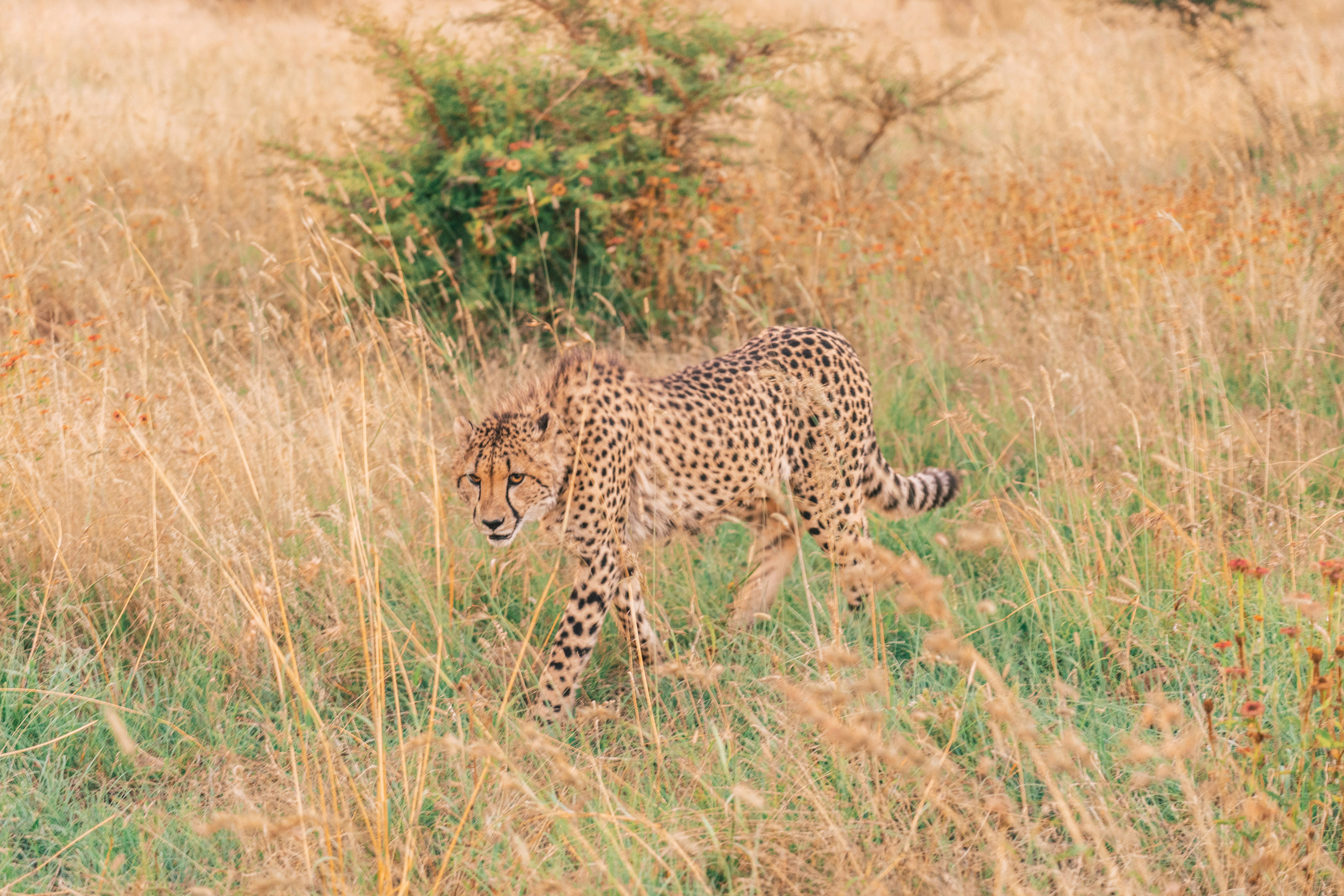 Cheetah Walking Through Savannah Grass