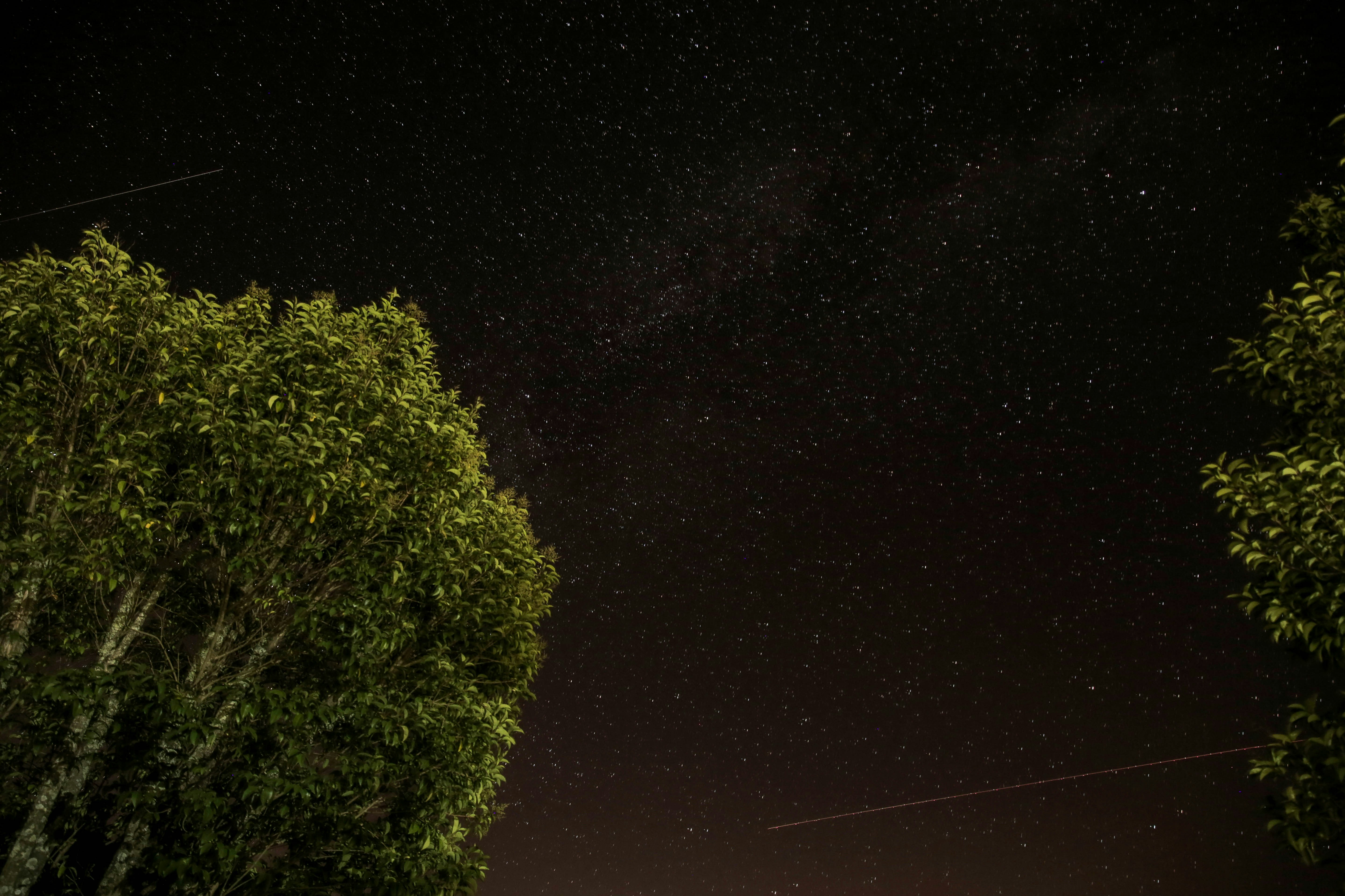 Starry Night Sky Over Trees