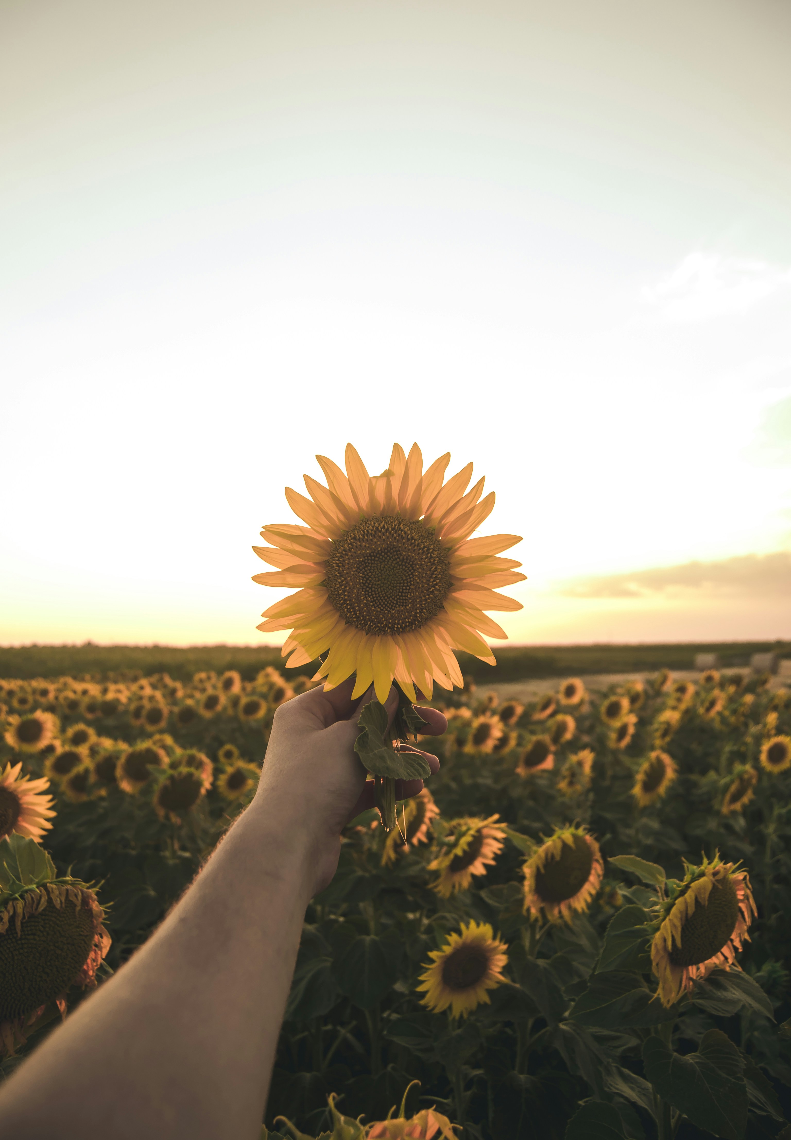 Hand Holding Sunflower in Sunflower Field