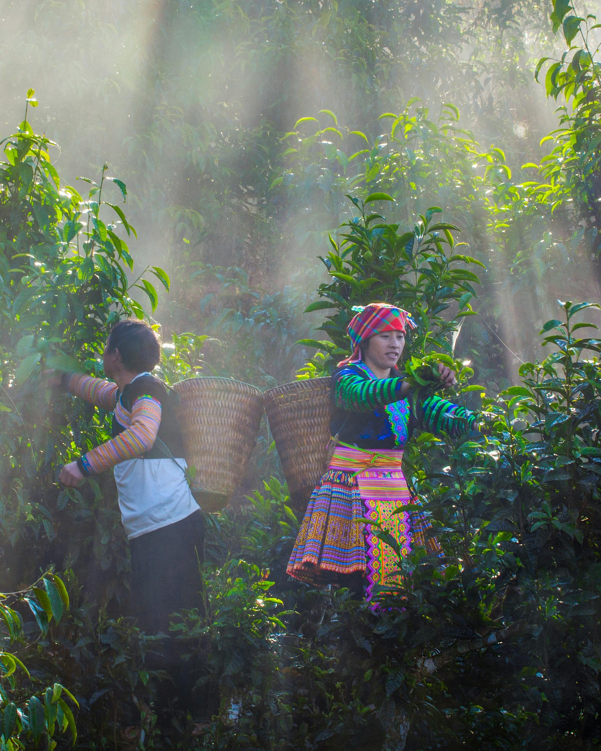 Ethnic Women Picking Tea
