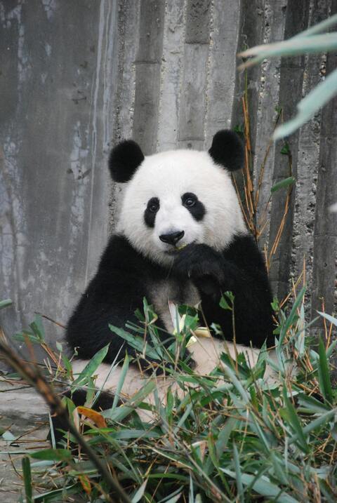 Giant Panda Eating Bamboo