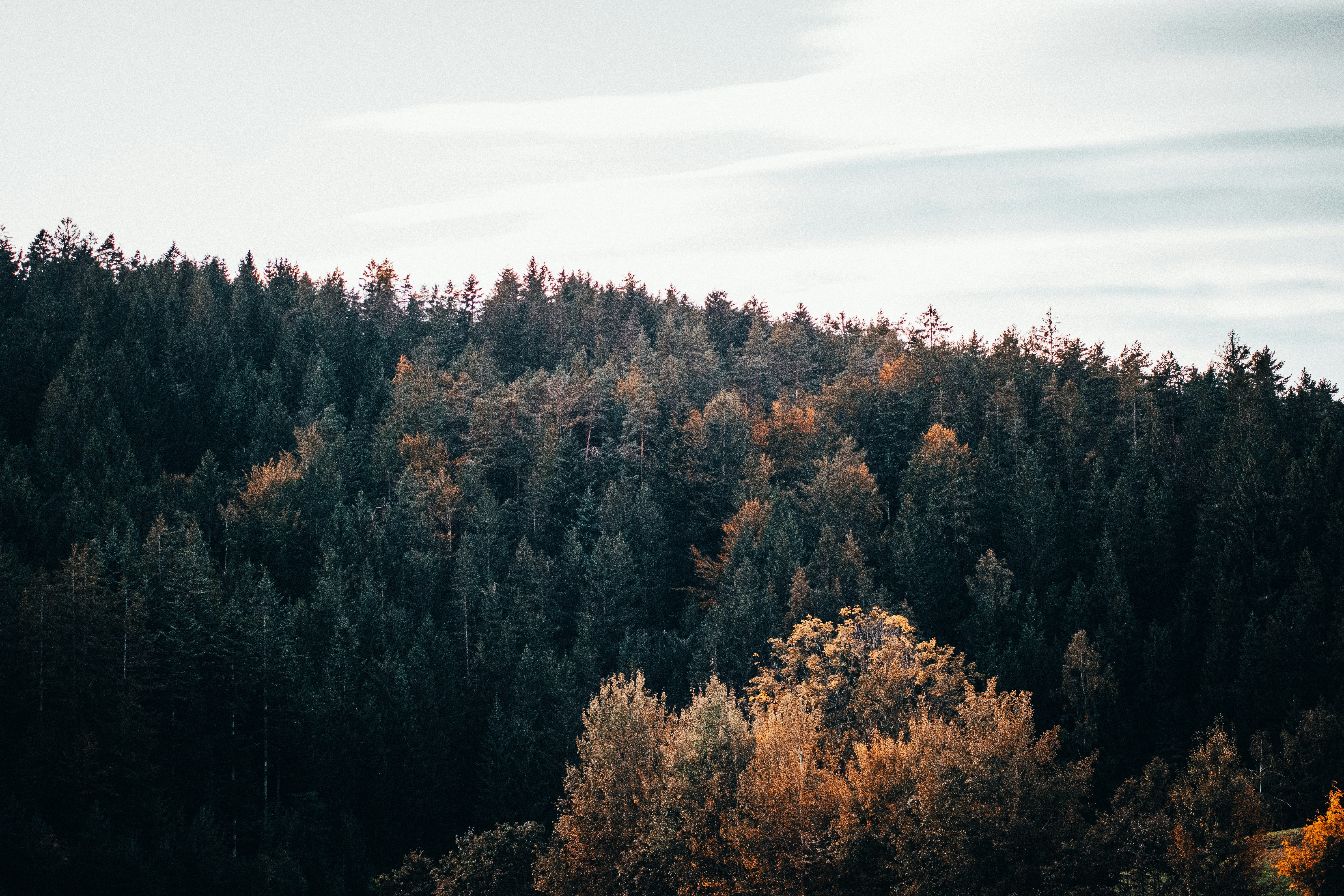 Autumn Hillside Forest
